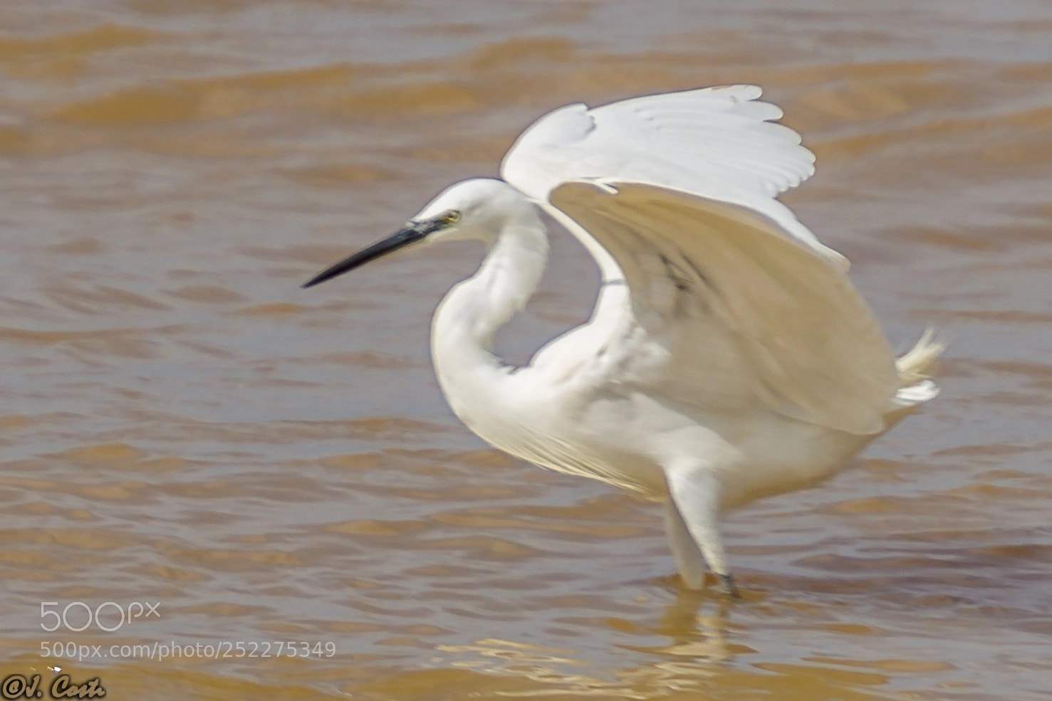 Sony a6000 sample photo. Little egret photography