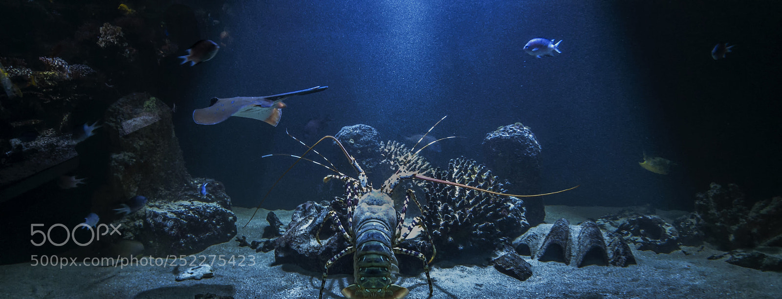 Nikon D90 sample photo. Sea life photography