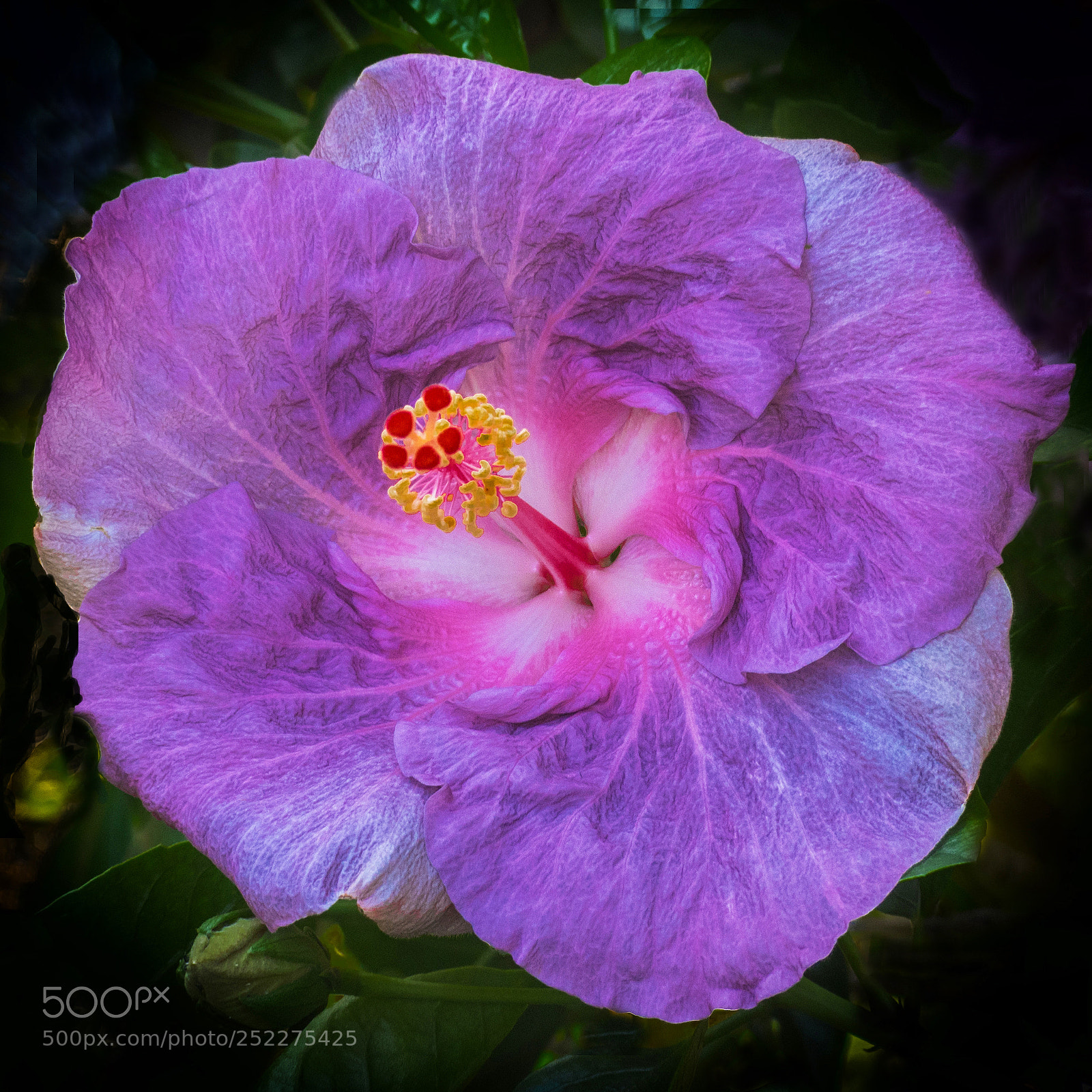 Olympus OM-D E-M1 sample photo. Purple hibiscus photography
