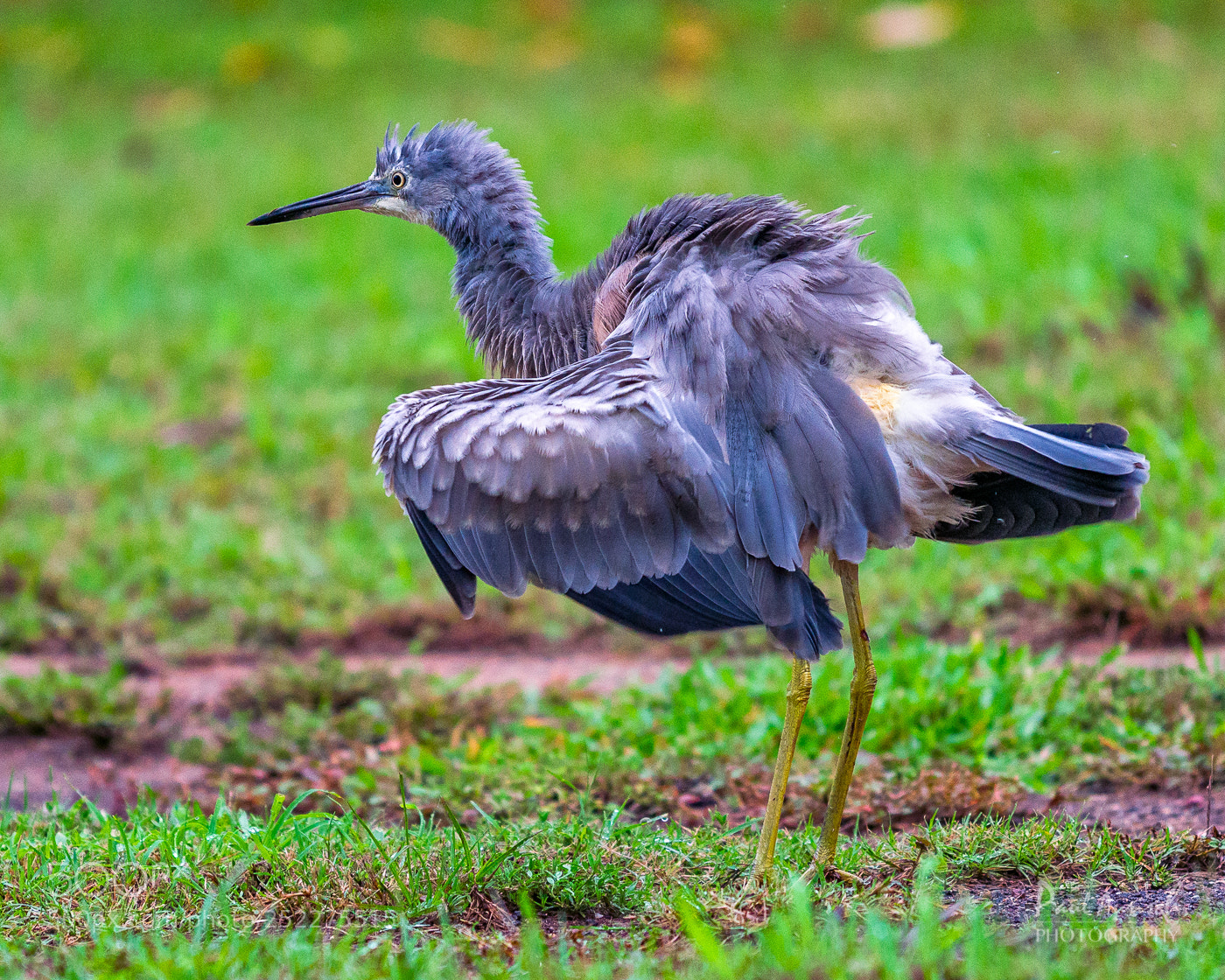 Nikon D500 sample photo. White faced heron photography