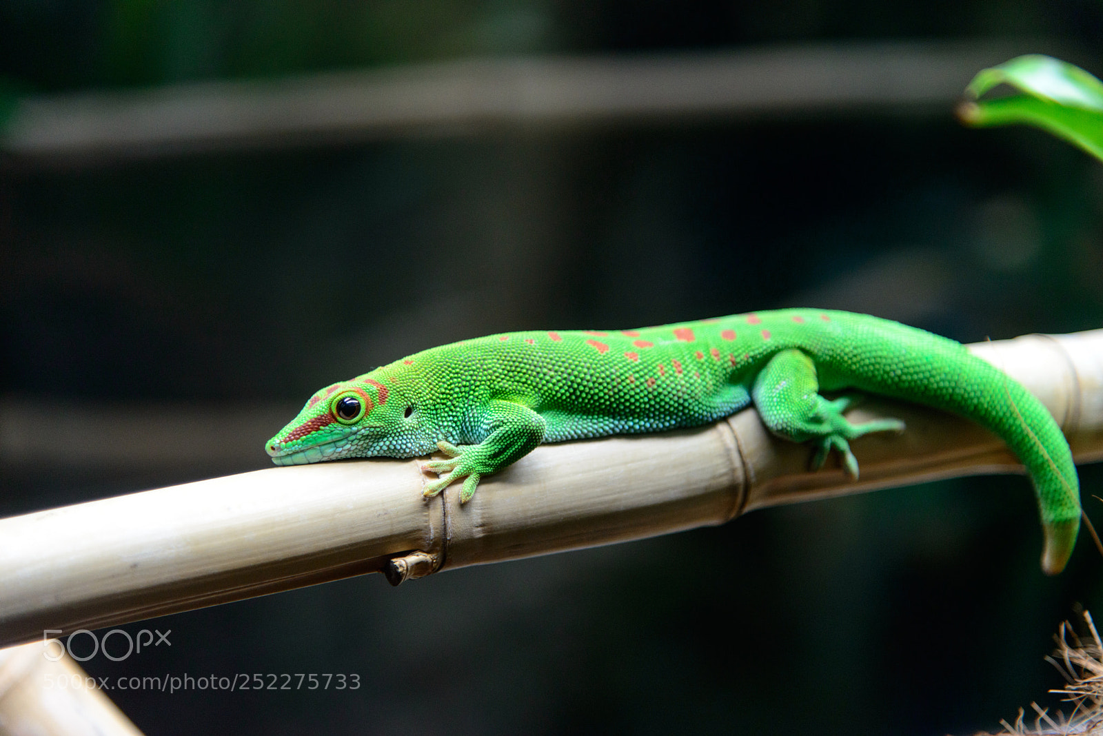 Nikon D800 sample photo. Jack the gecko photography