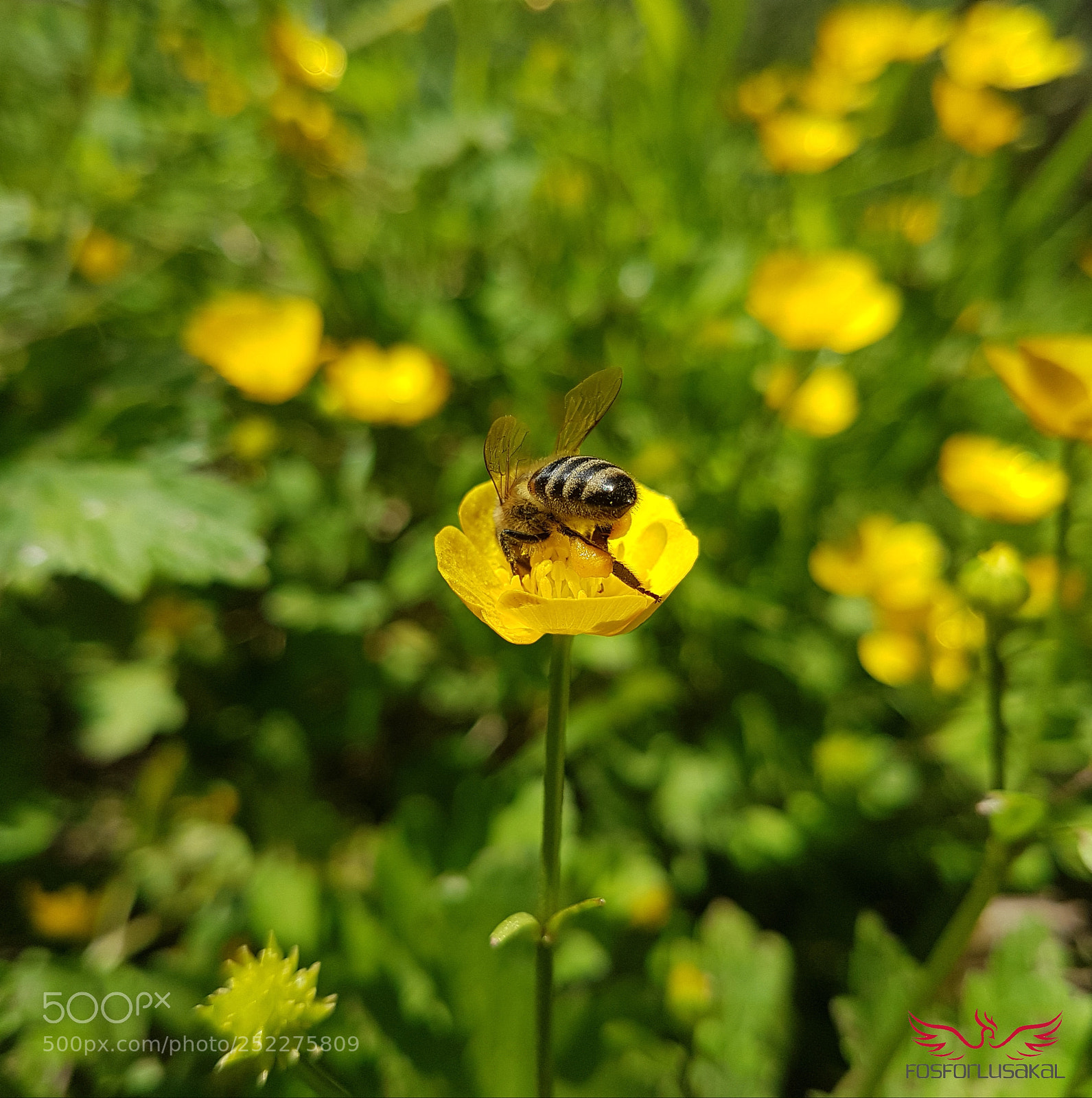 Samsung Galaxy S7 Edge sample photo. Bee photography