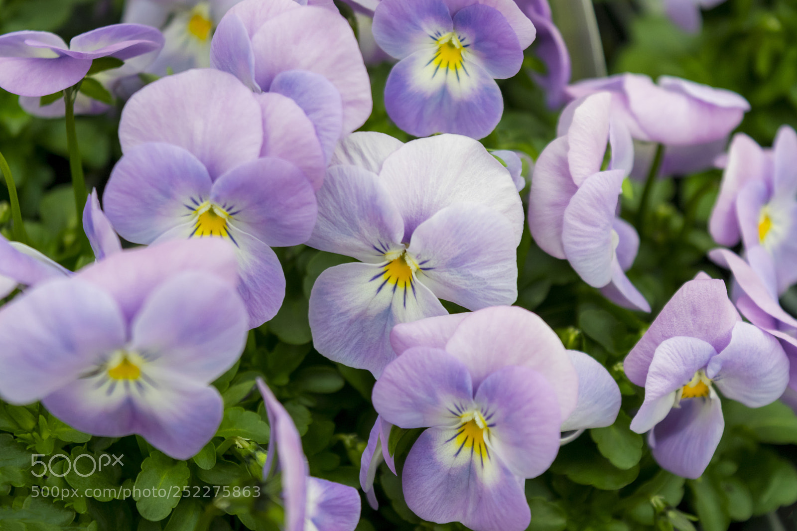 Nikon D3300 sample photo. Close up lilac pansies photography