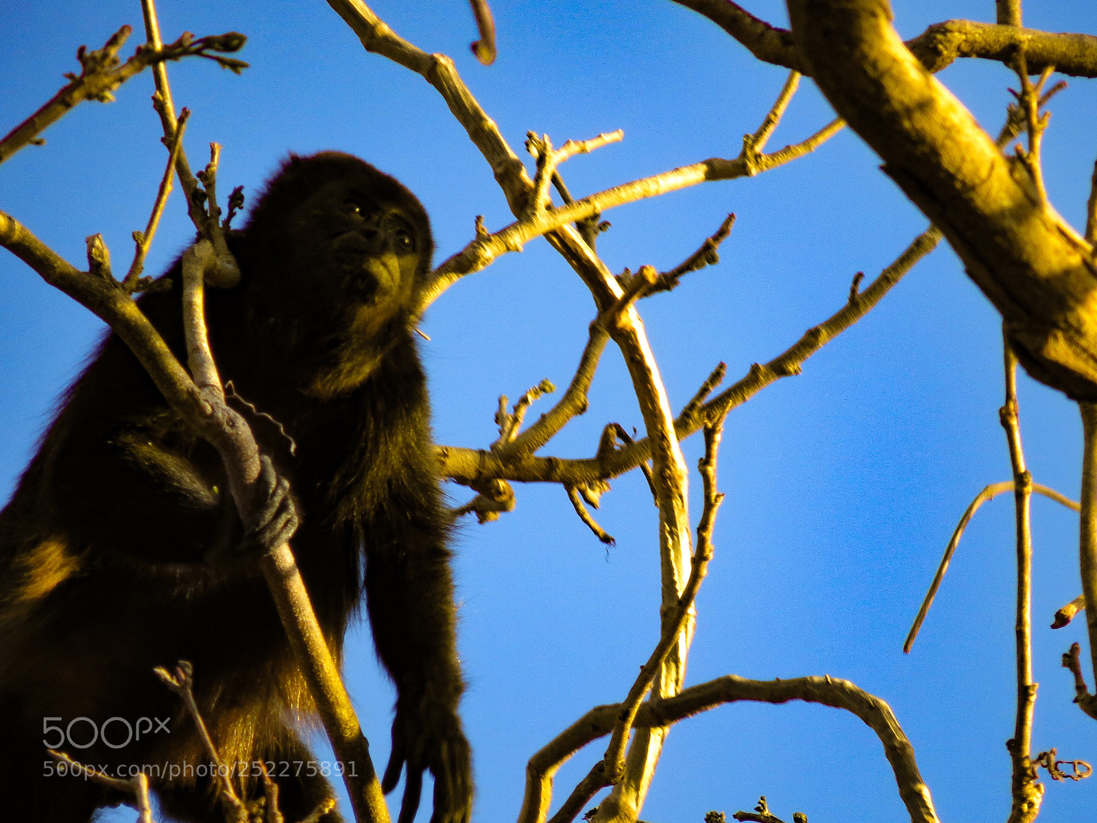 Canon PowerShot SX50 HS sample photo. Congo monkey photography