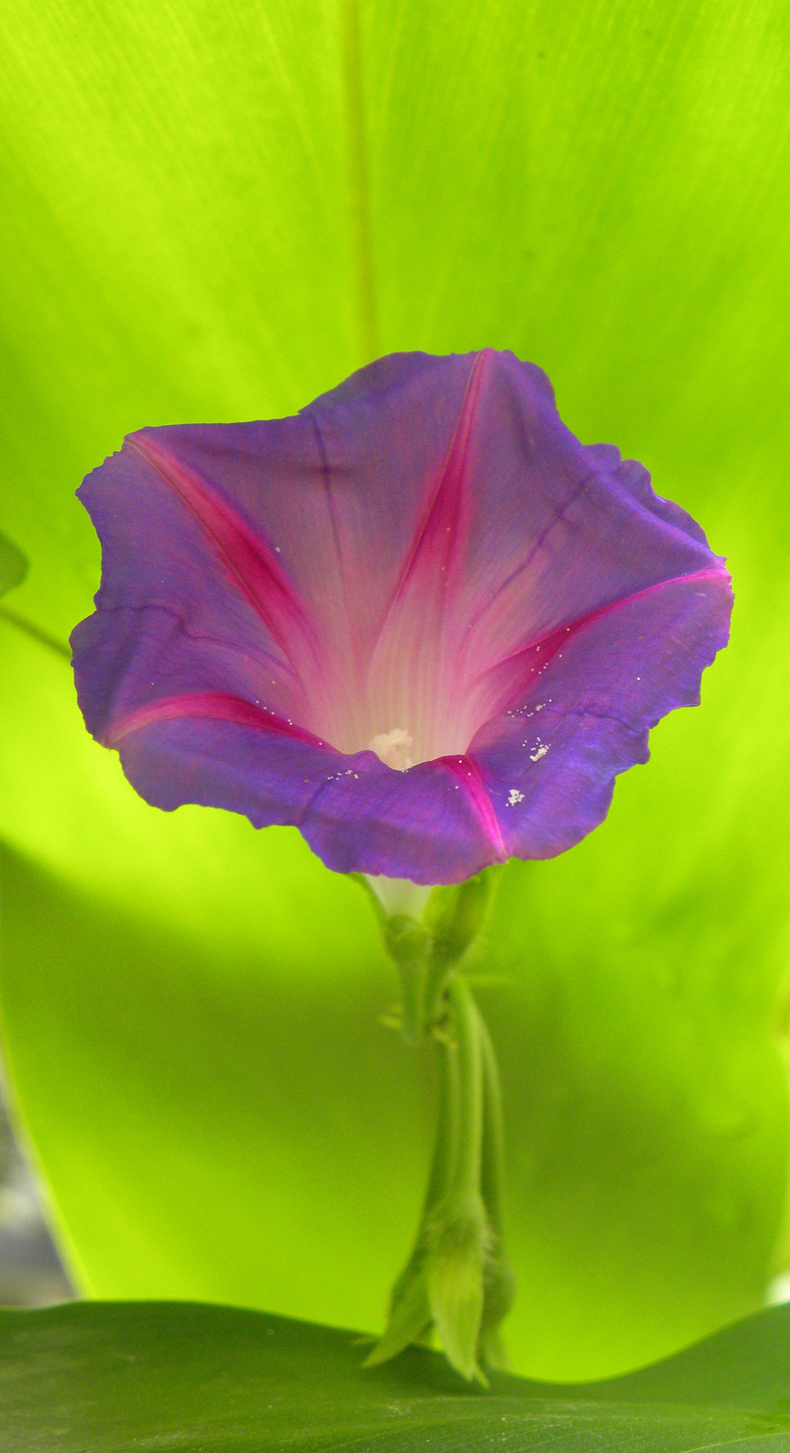 Nikon Coolpix P90 sample photo. Morning glory-purple photography