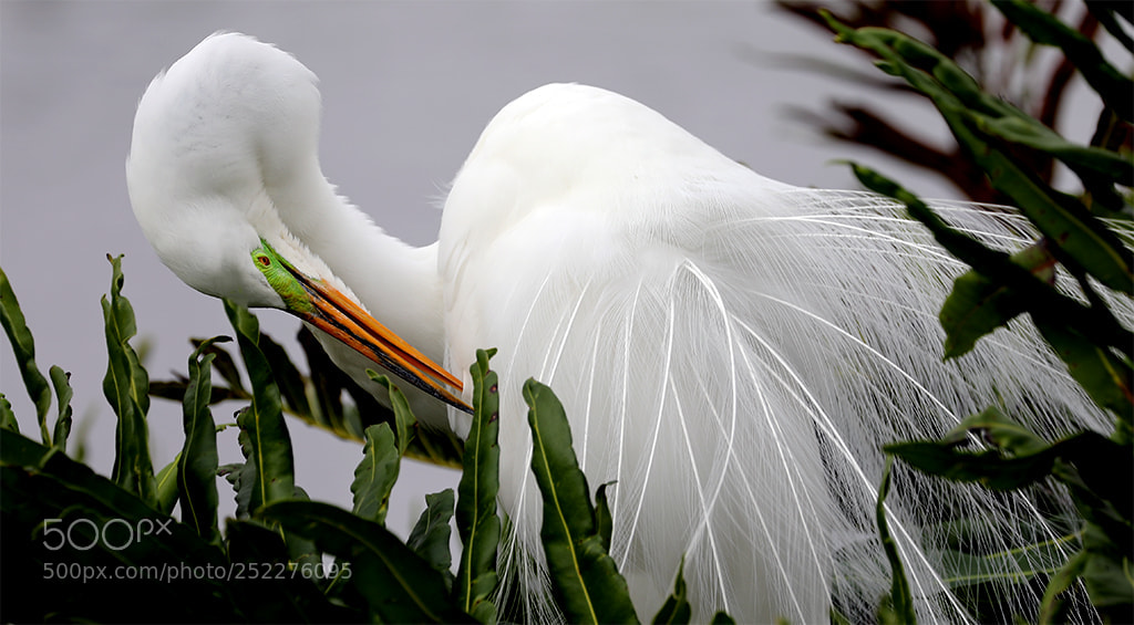 Canon EOS 5D Mark IV sample photo. Preen time photography