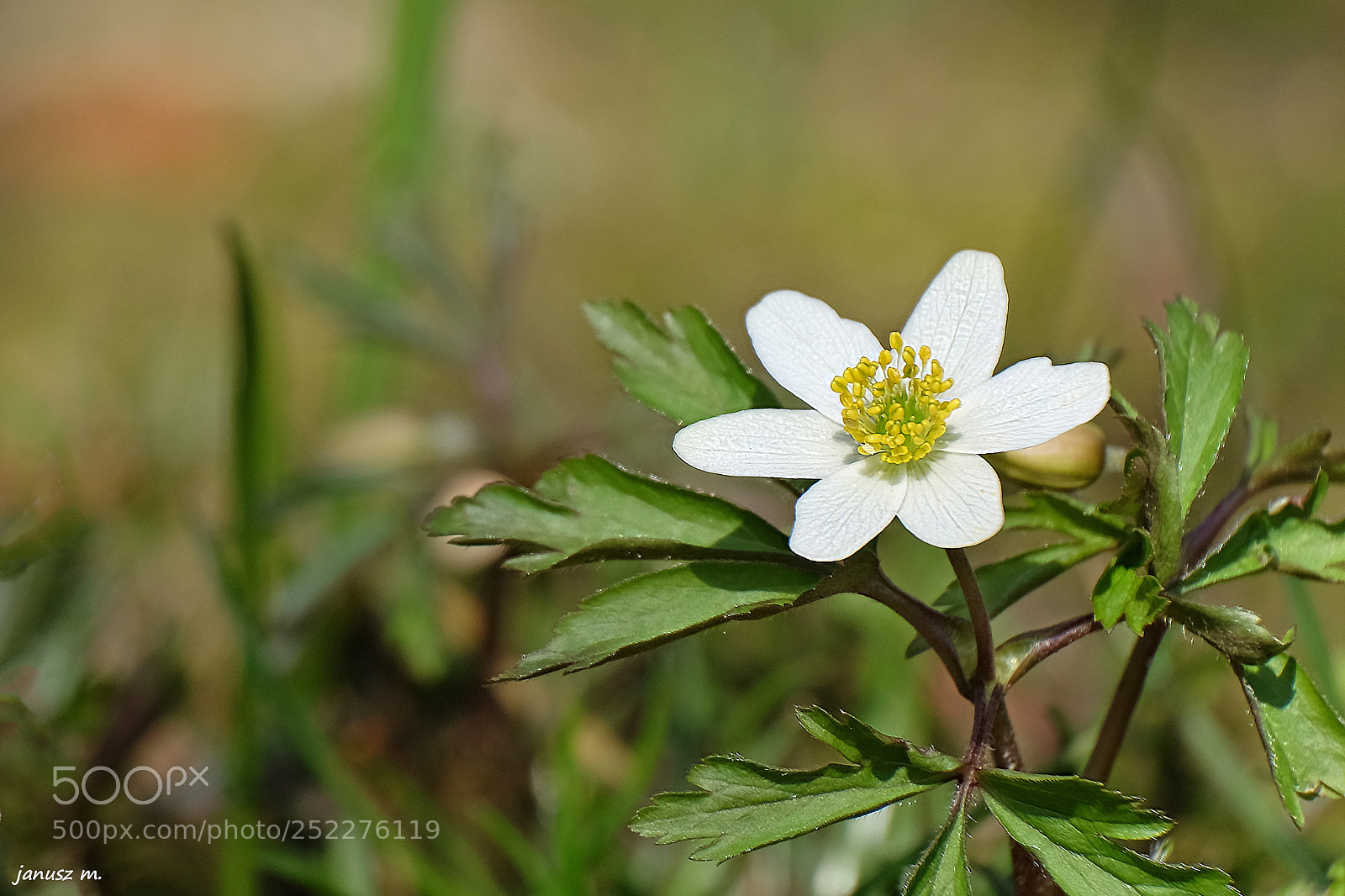 Fujifilm X-T10 sample photo. Anemone photography