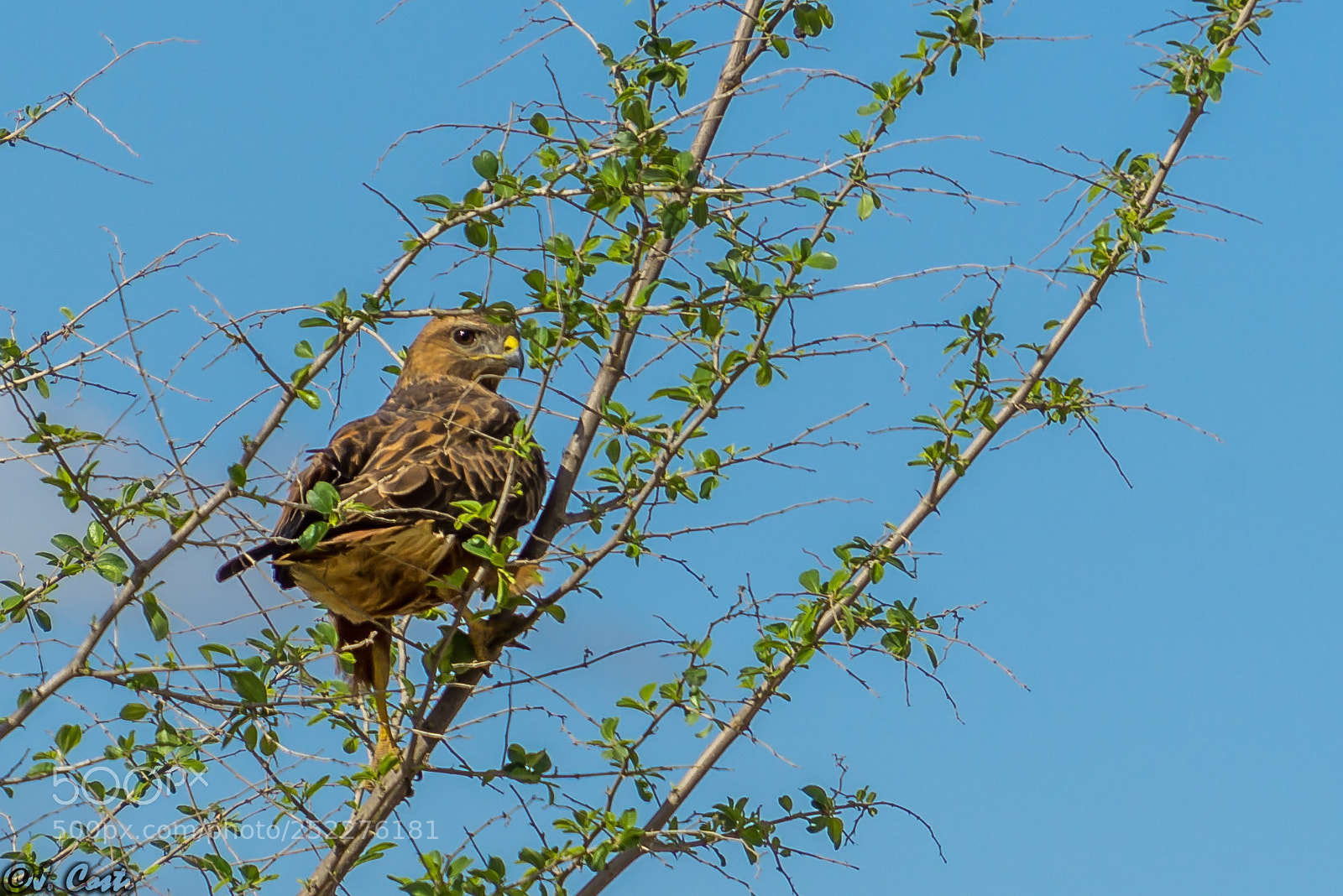 Sony a6000 sample photo. Common buzzard photography