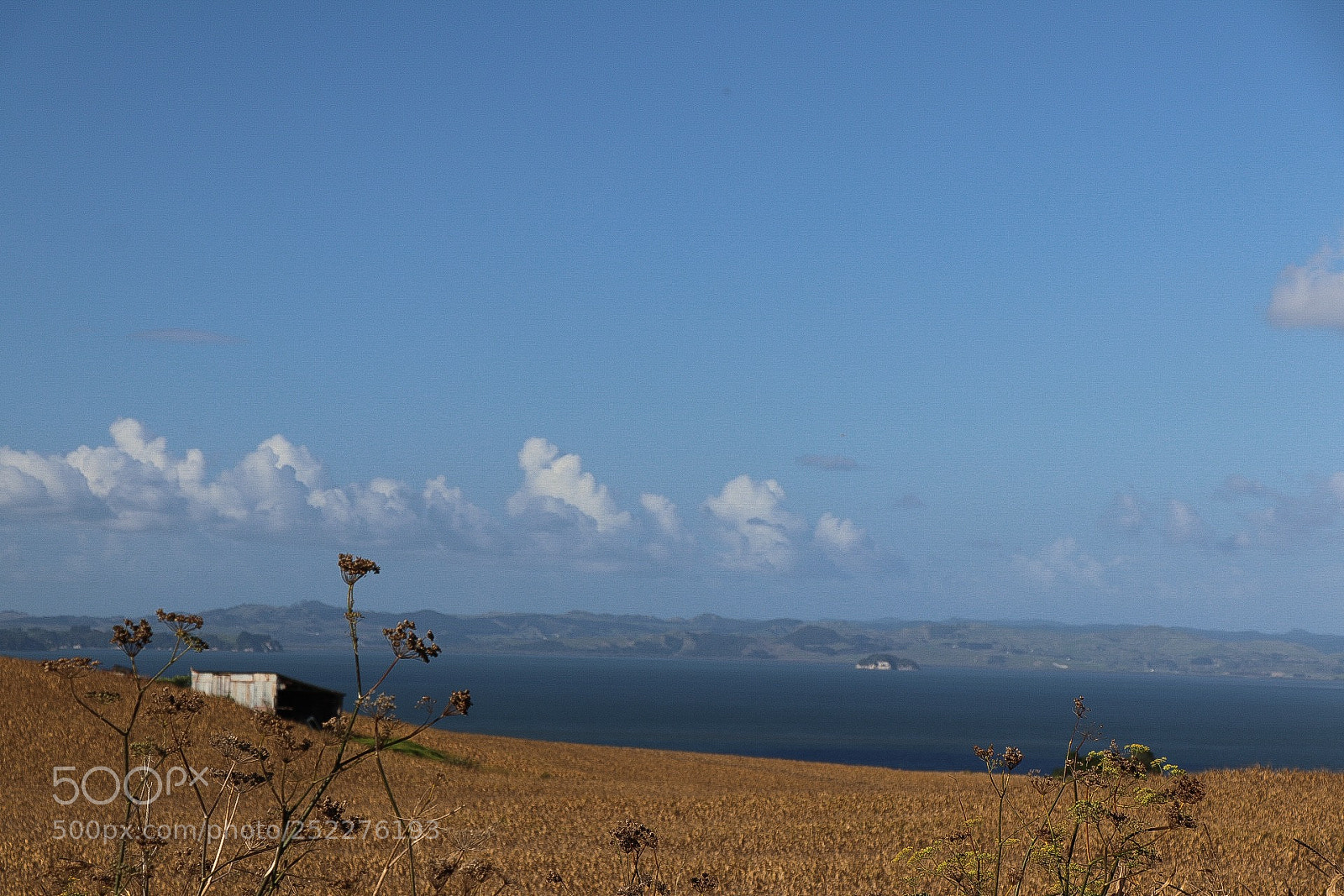 Canon EOS 80D sample photo. Fields of gold.. kaipara..south photography