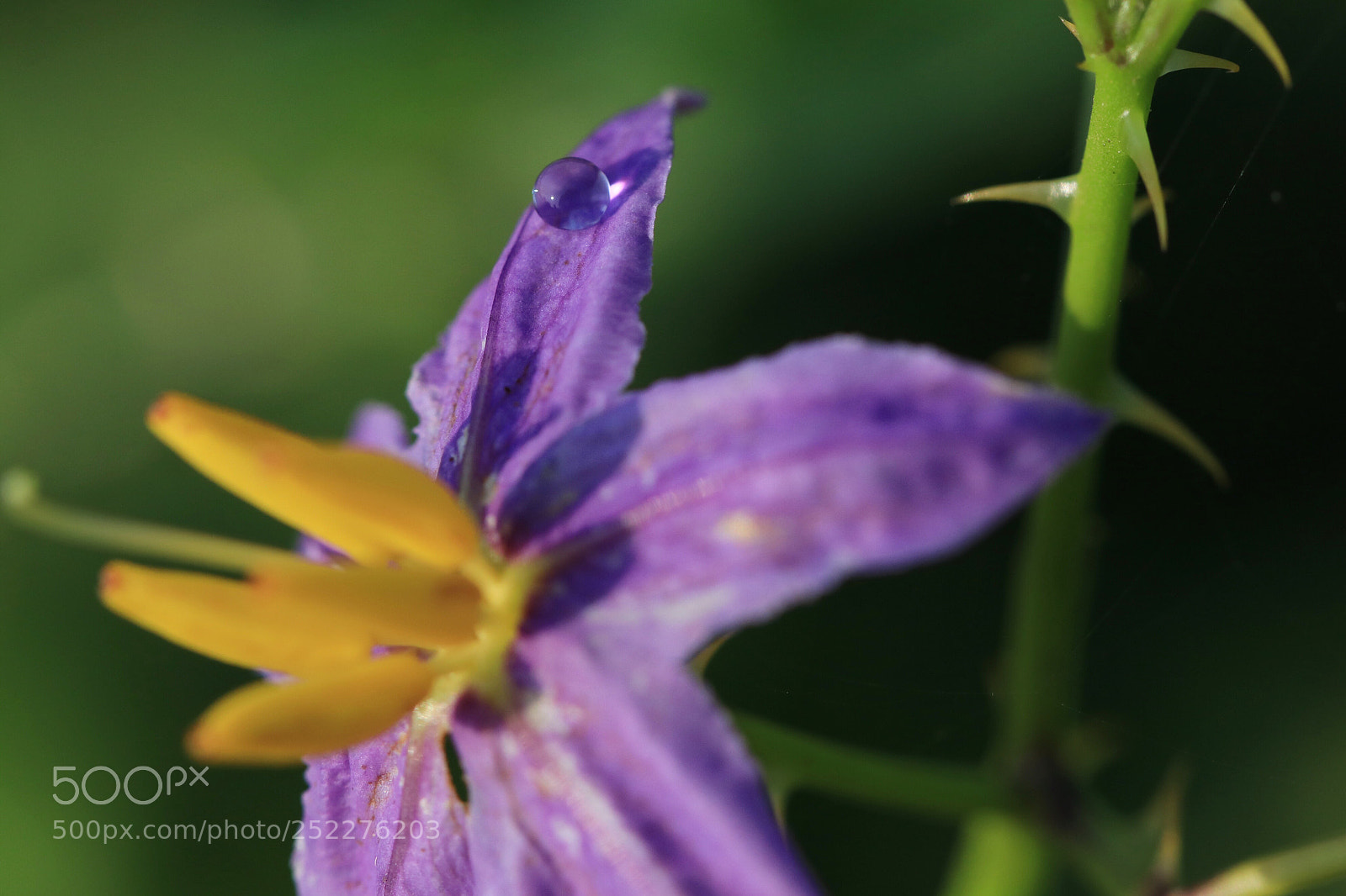 Canon EOS 80D sample photo. Water in a purple photography