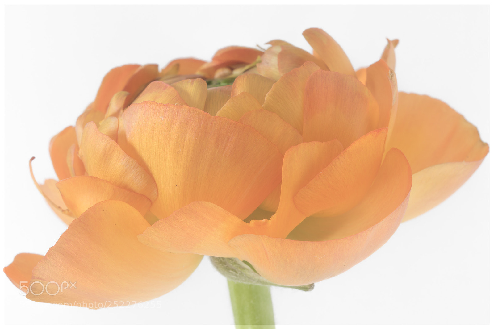 Nikon D500 sample photo. Colors of spring photography