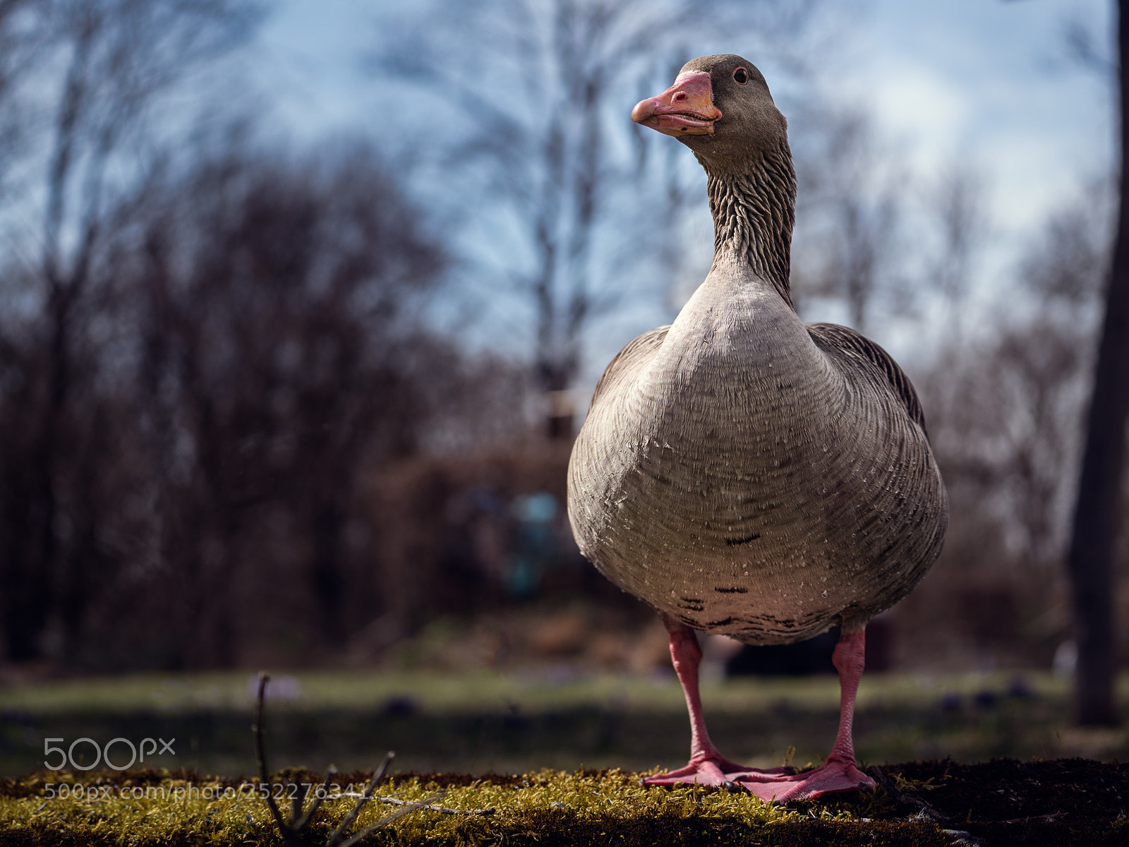 Sony a7R II sample photo. Gans toll :p photography