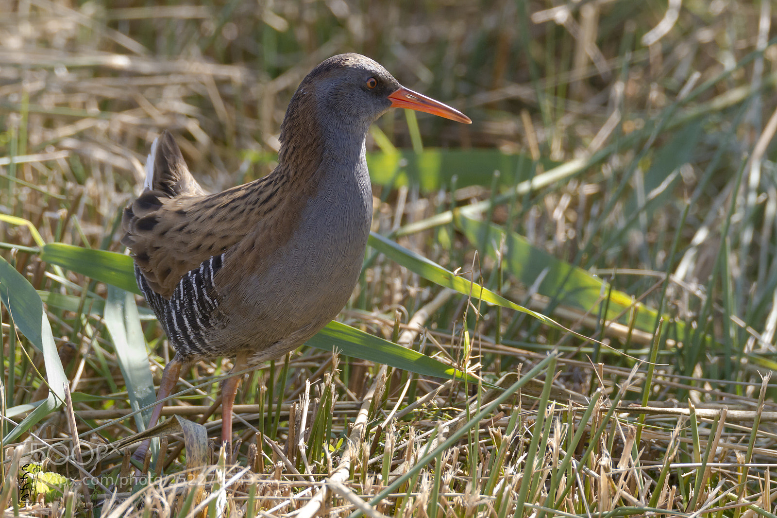 Canon EOS 7D sample photo. Water rail photography