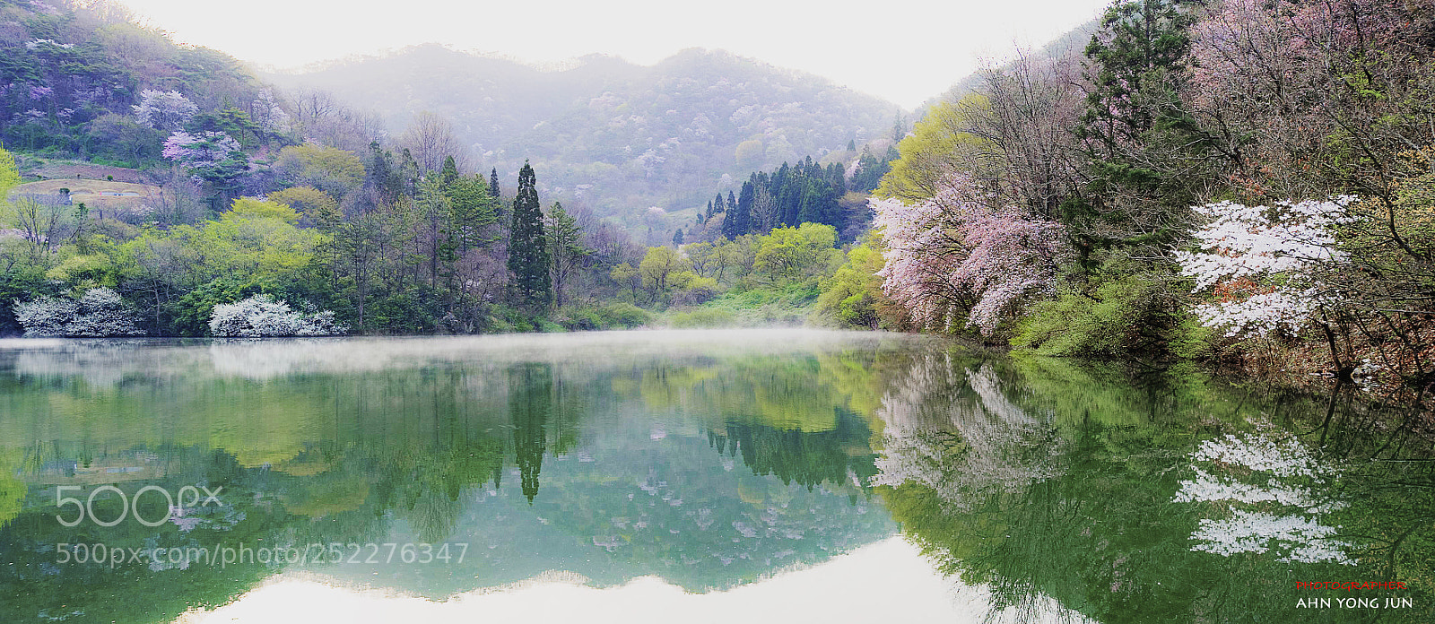 Nikon D3 sample photo. Cherry blossom reflections photography