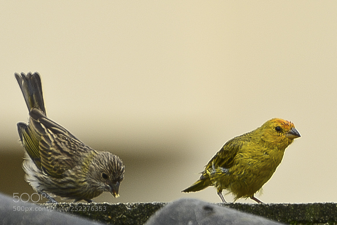 Nikon D7100 sample photo. Acompanhando e cuidando do photography