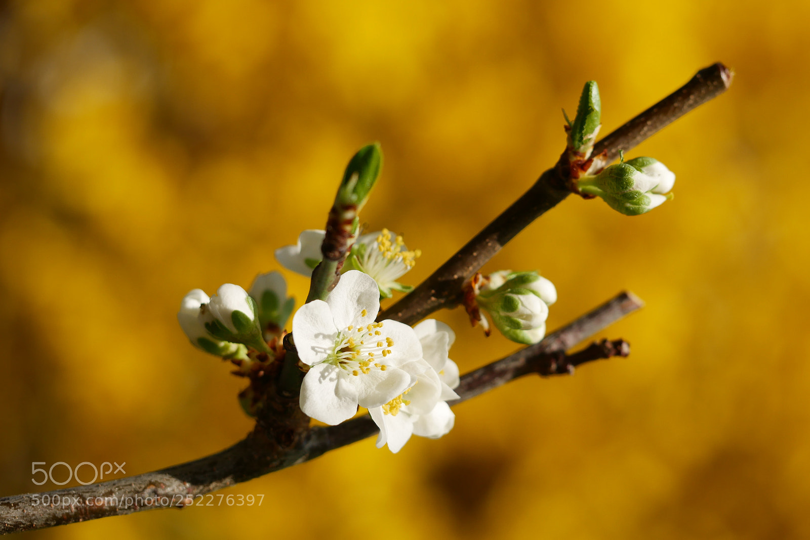 Panasonic Lumix DMC-GX85 (Lumix DMC-GX80 / Lumix DMC-GX7 Mark II) sample photo. P l u m photography