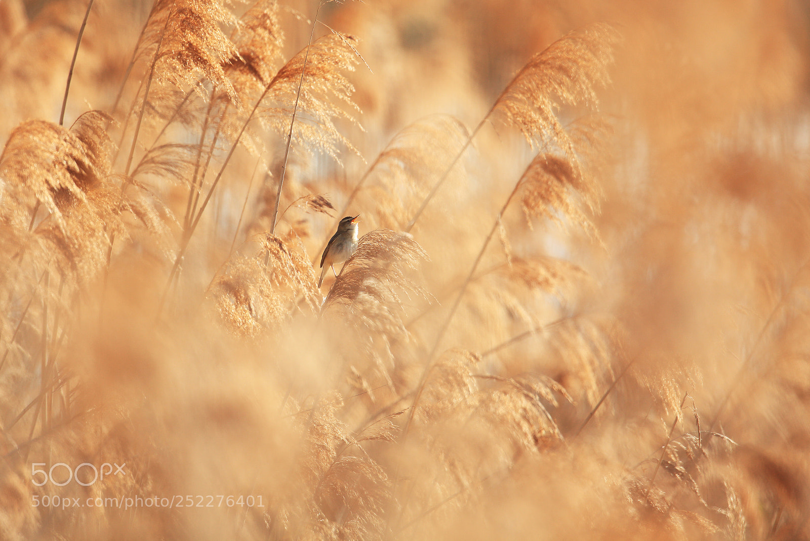 Canon EOS 5D Mark II sample photo. Sedge warbler singing oh photography