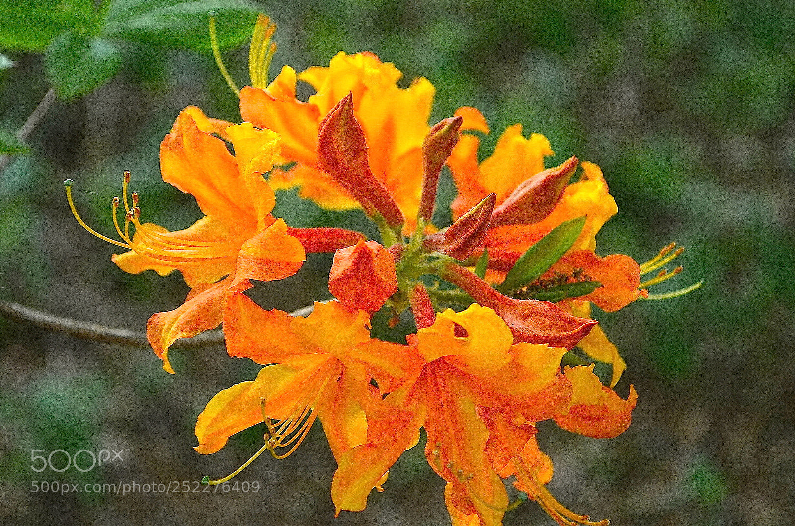Nikon D5100 sample photo. Flame azaleas photography