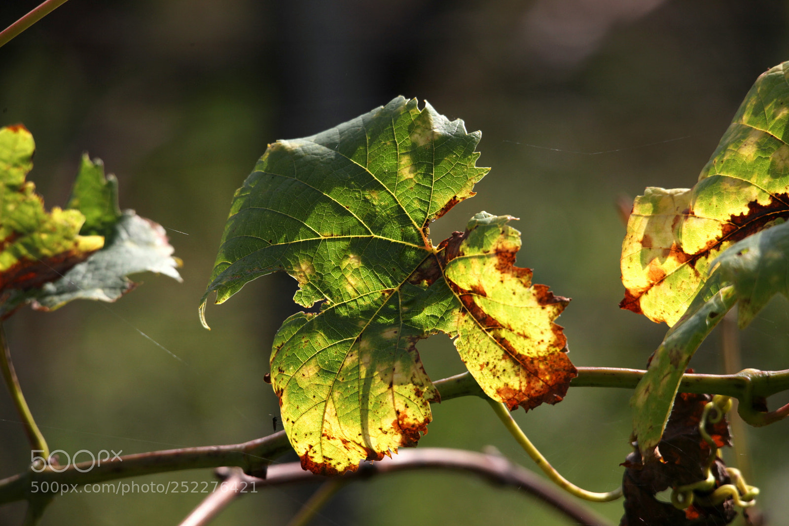 Canon EOS 5D Mark II sample photo. Wine photography