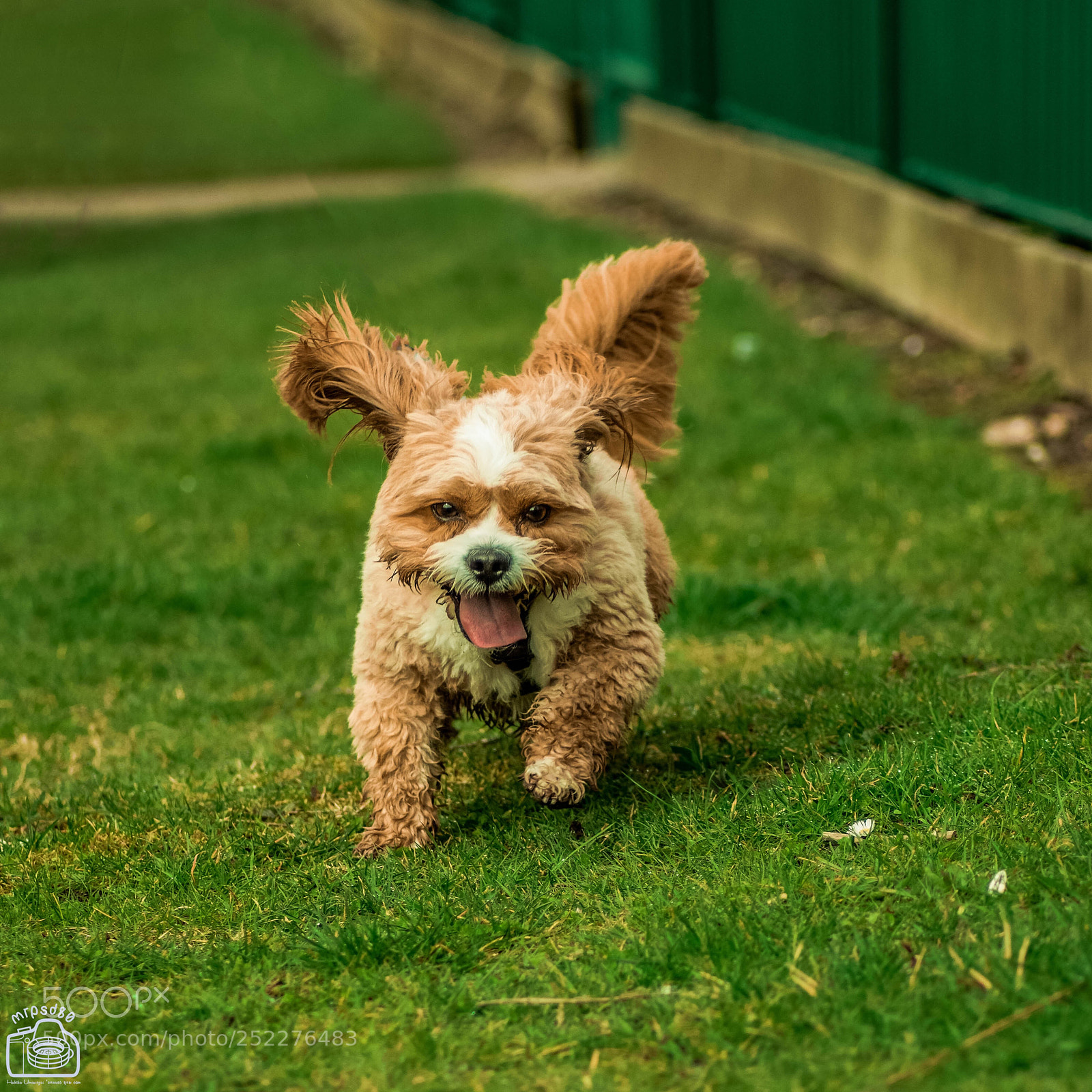 Nikon D3300 sample photo. A is for ... animal photography