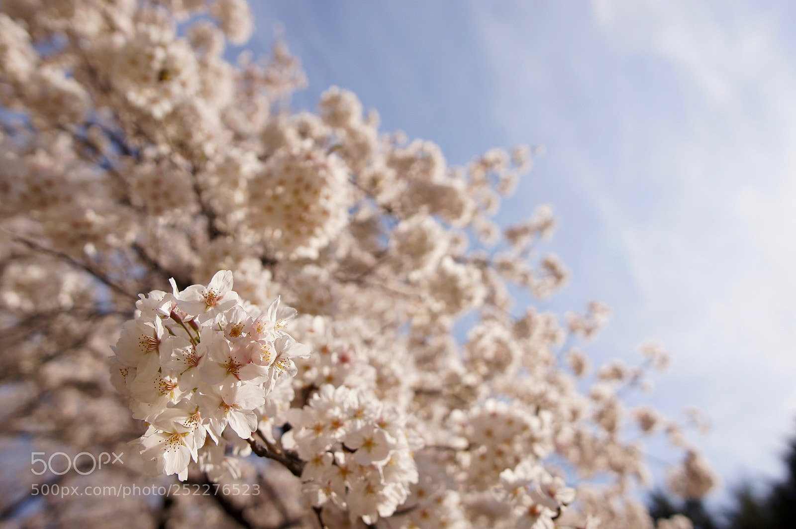 Sony Alpha NEX-5N sample photo. Sakura photography