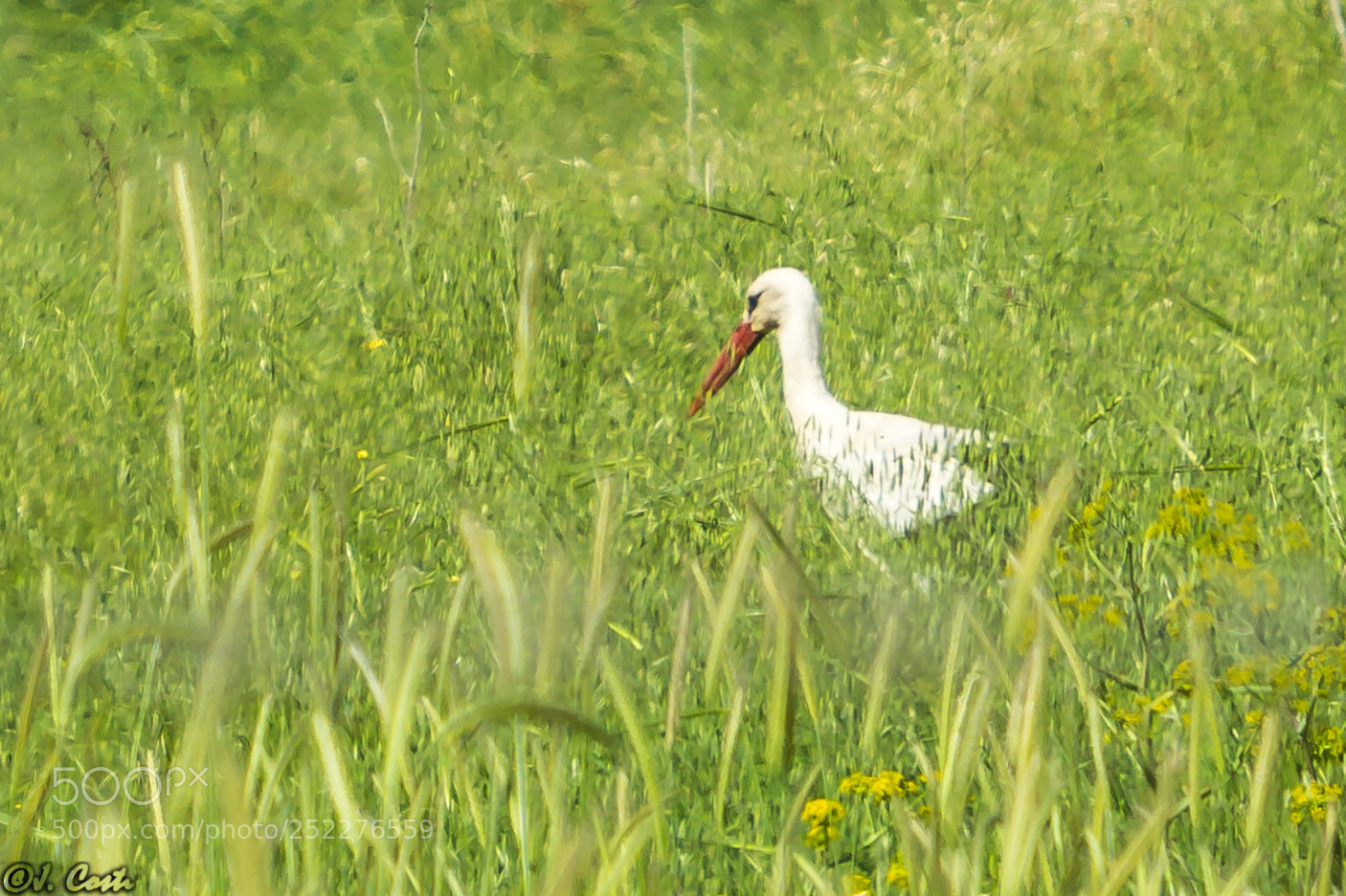 Sony a6000 sample photo. Stork photography