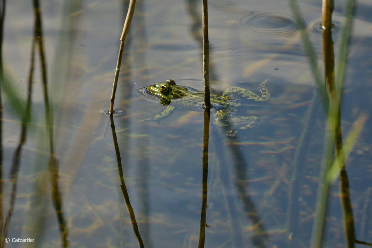 Nikon D750 sample photo. Entre les roseaux photography