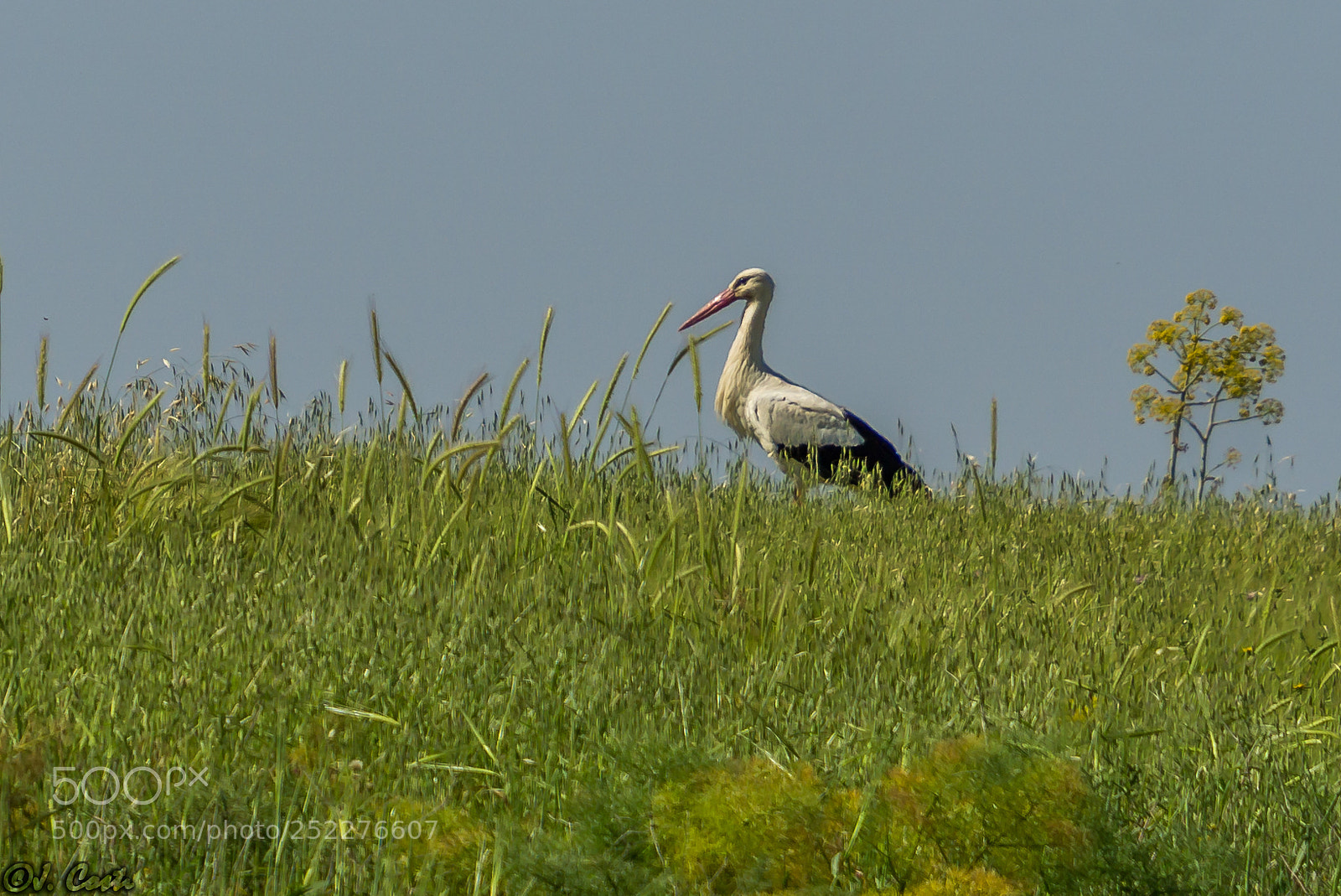 Sony a6000 sample photo. Stork photography