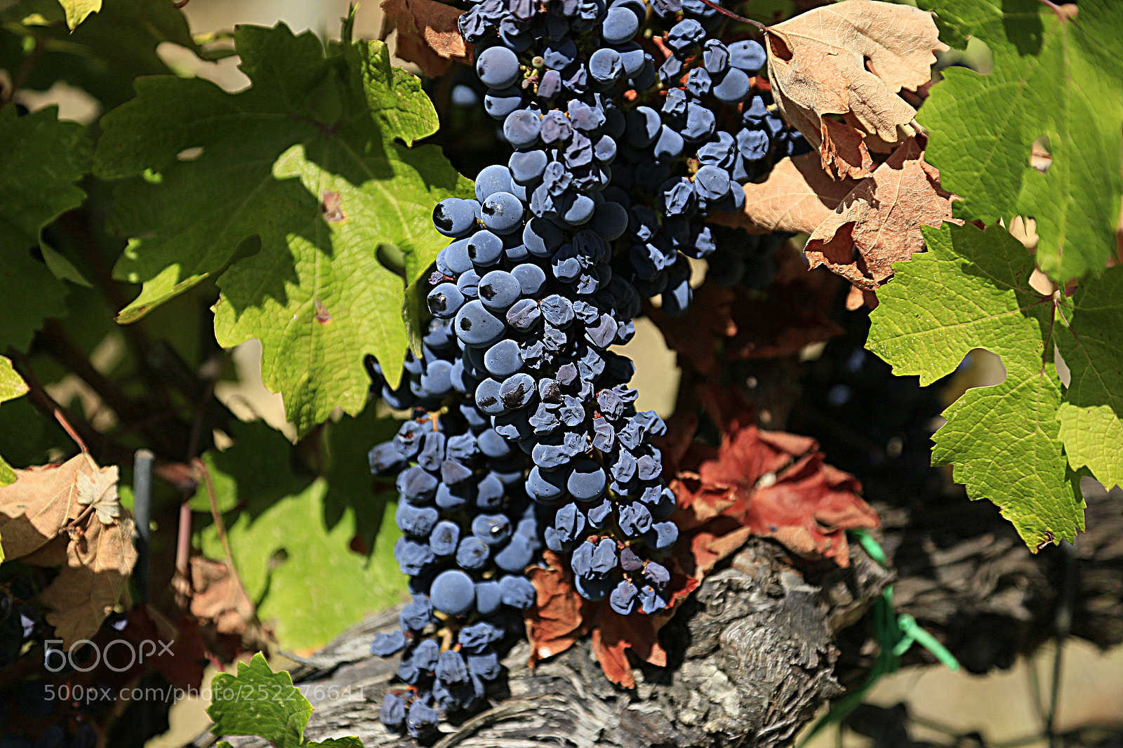 Canon EOS 6D + Canon EF 24-105mm F4L IS USM sample photo. Wine photography