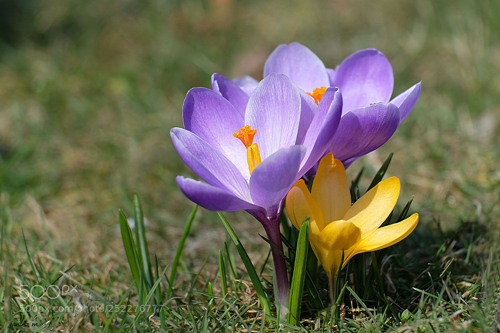 Fujifilm X-T10 sample photo. Crocuses in the sun ... photography