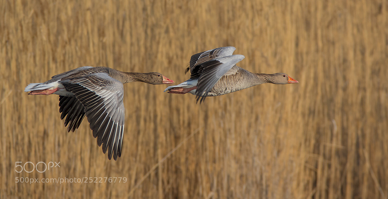 Canon EOS 7D Mark II sample photo. Flug im duett photography