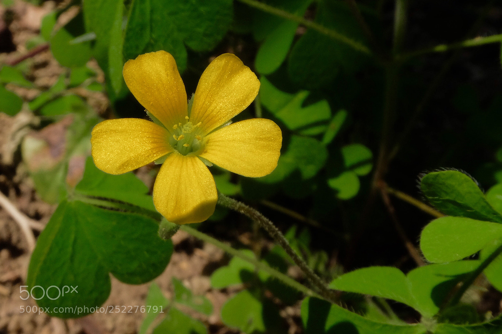 Fujifilm X30 sample photo. 小黃花_酢漿草
micro yellow flower photography