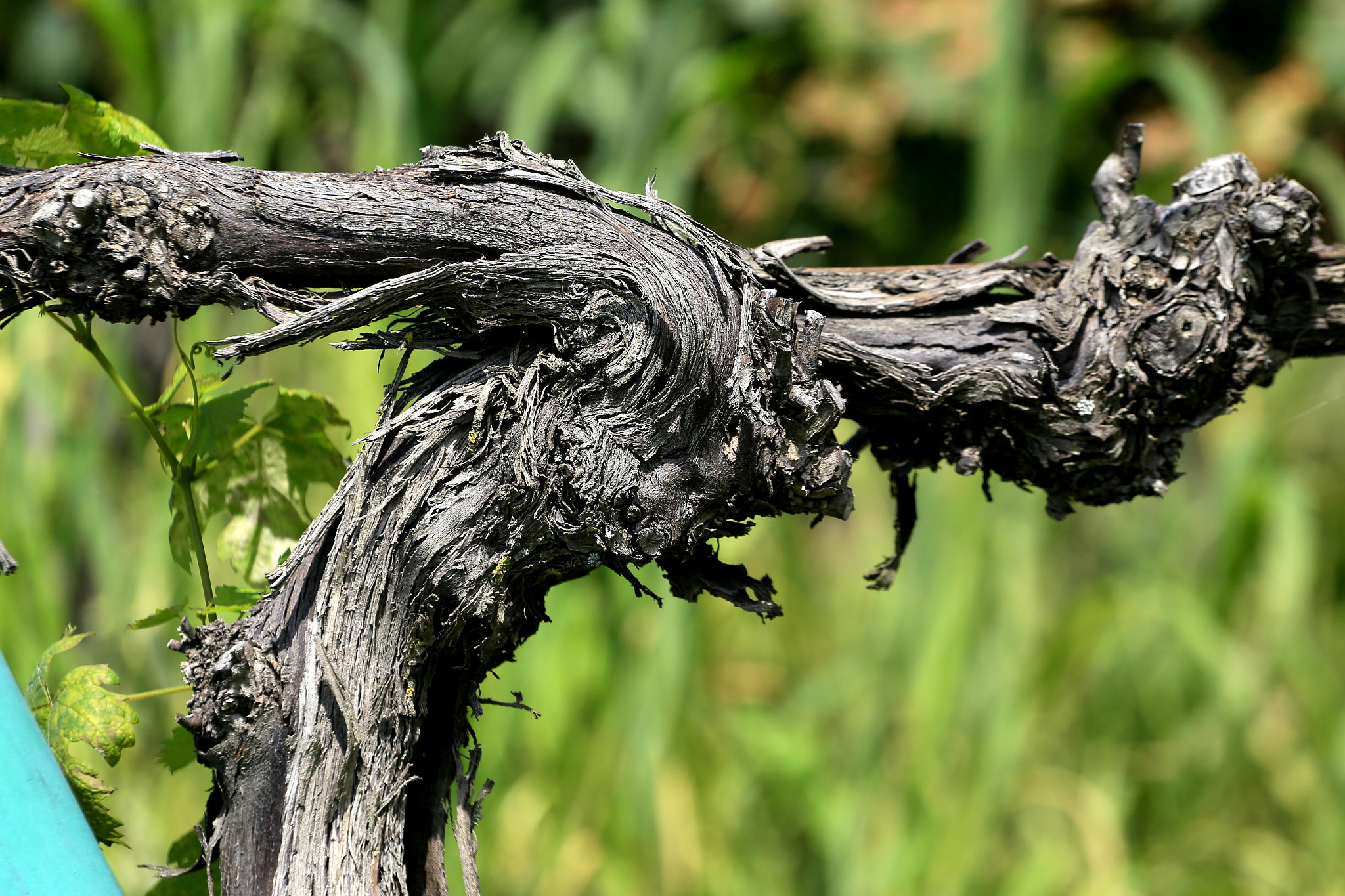 Canon EOS 6D + Canon EF 70-200mm F4L USM sample photo. Wine photography