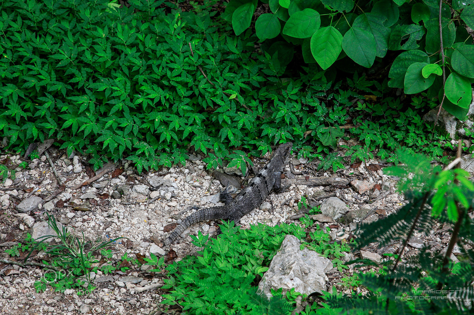 Canon EOS 5D Mark II sample photo. Iguana photography