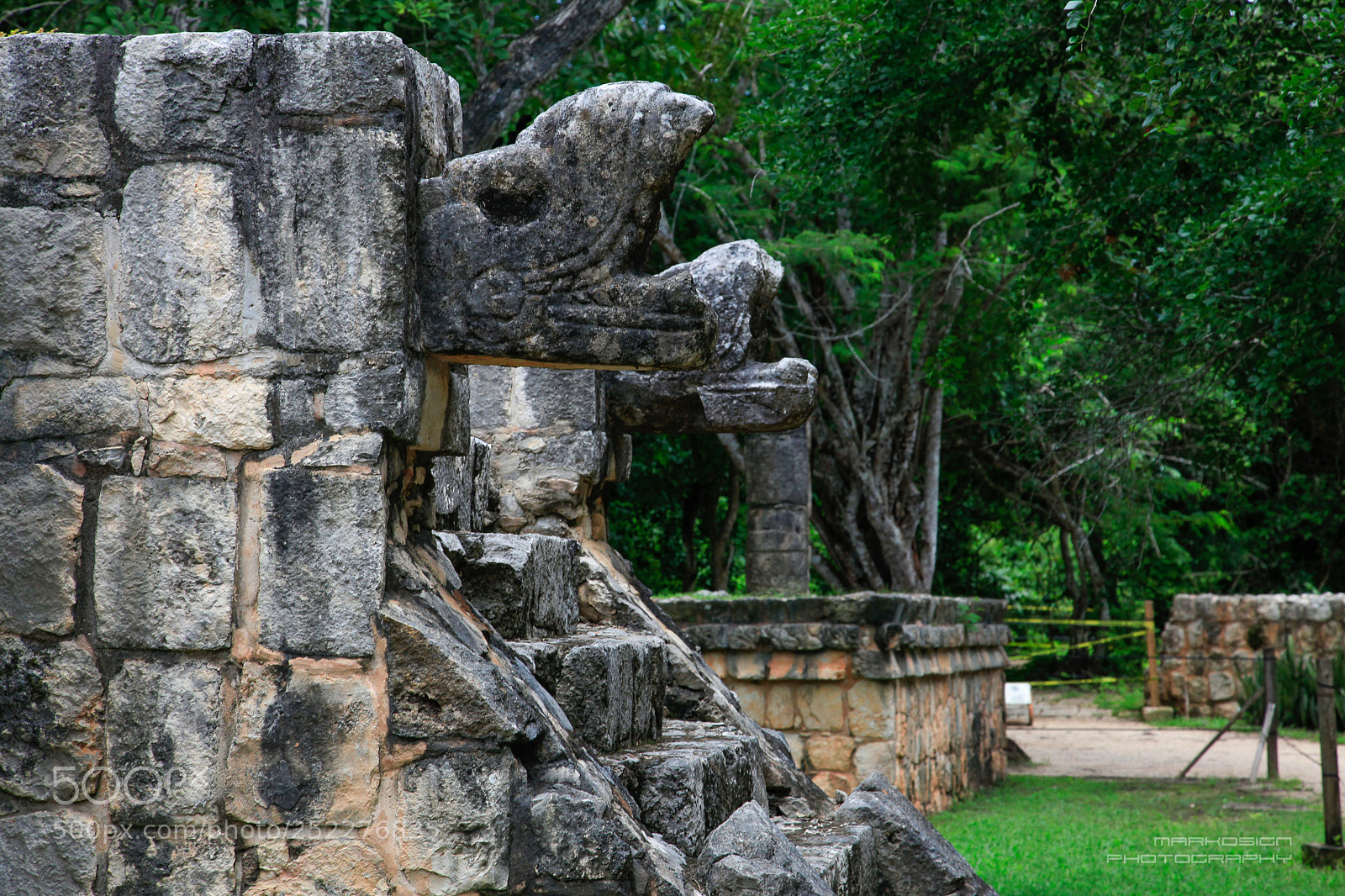 Canon EOS 5D Mark II sample photo. Snake head photography