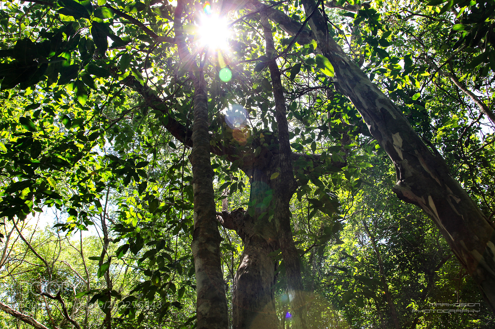 Canon EOS 5D Mark II sample photo. Sunlight on trees photography