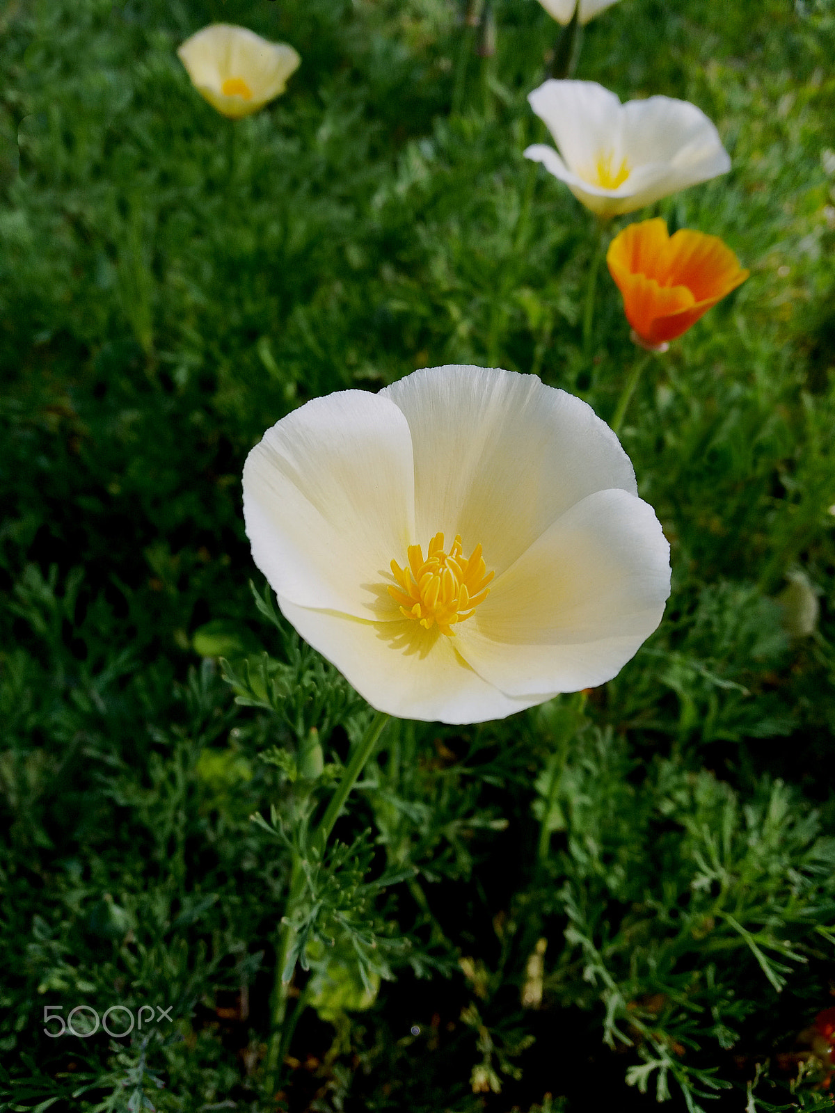 Samsung Galaxy A9 Pro sample photo. White linen california poppy photography