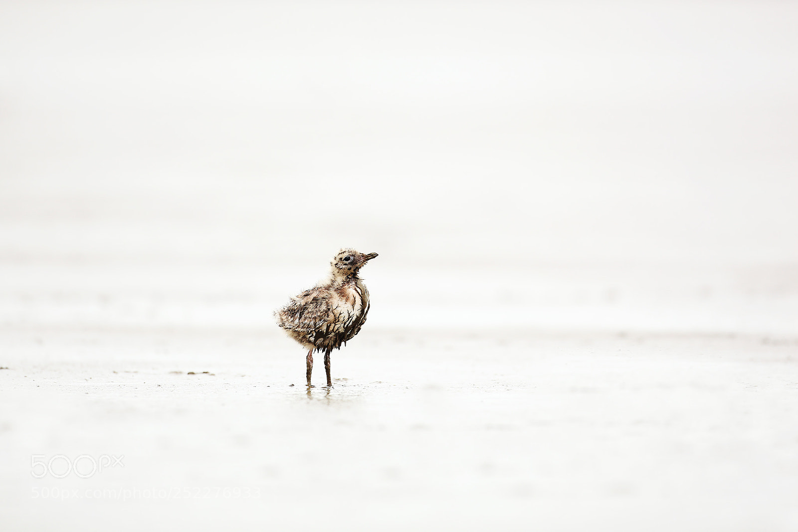 Canon EOS 5D Mark II sample photo. Young gull alone on photography