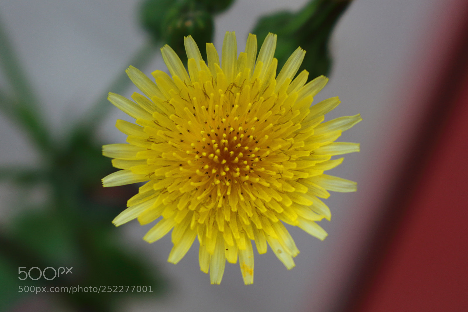 Canon EOS 700D (EOS Rebel T5i / EOS Kiss X7i) sample photo. Sun photography