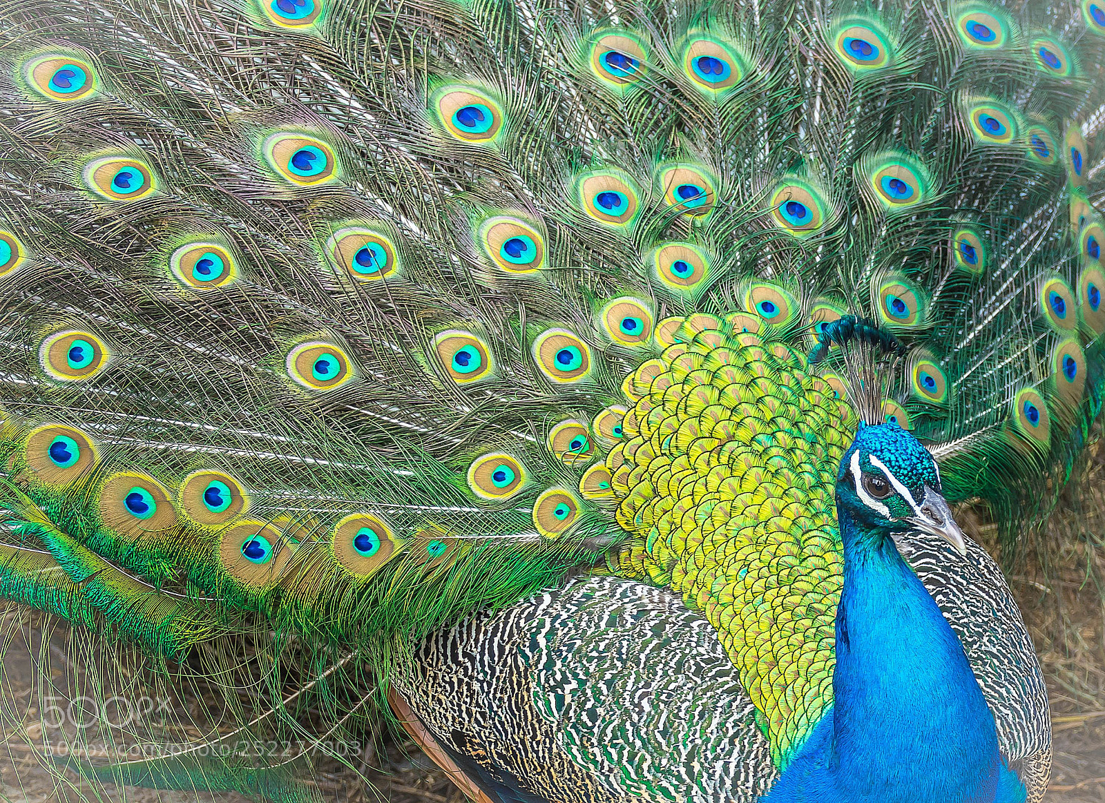 Sony Cyber-shot DSC-RX10 III sample photo. Like a proud peacock photography