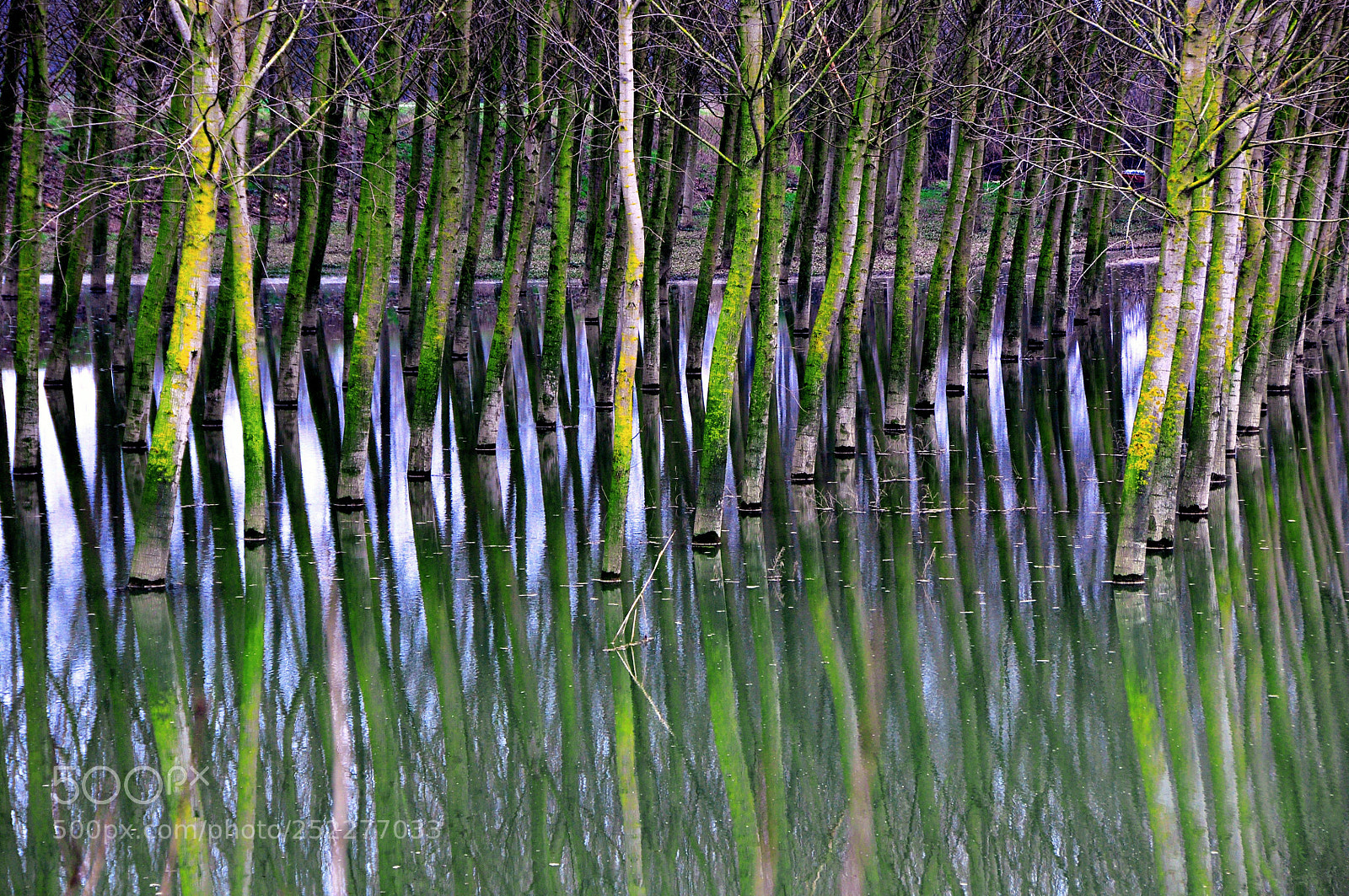 Nikon D90 sample photo. Poplar trees photography