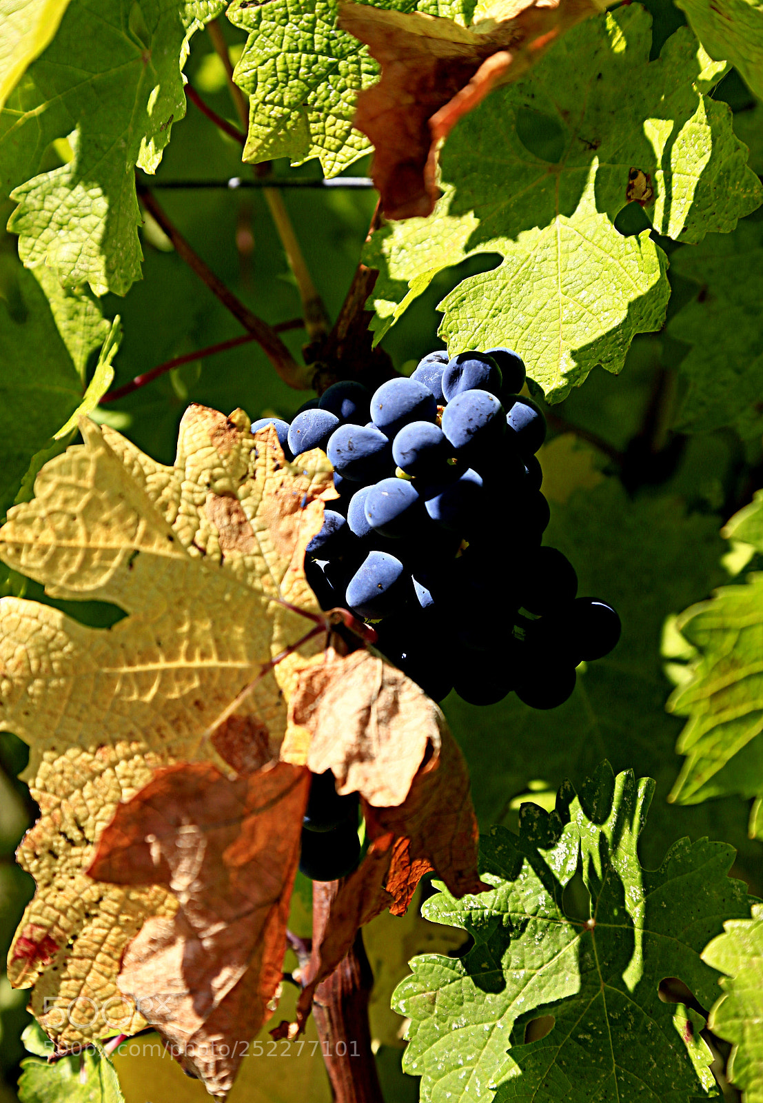Canon EOS 6D + Canon EF 24-105mm F4L IS USM sample photo. Wine photography