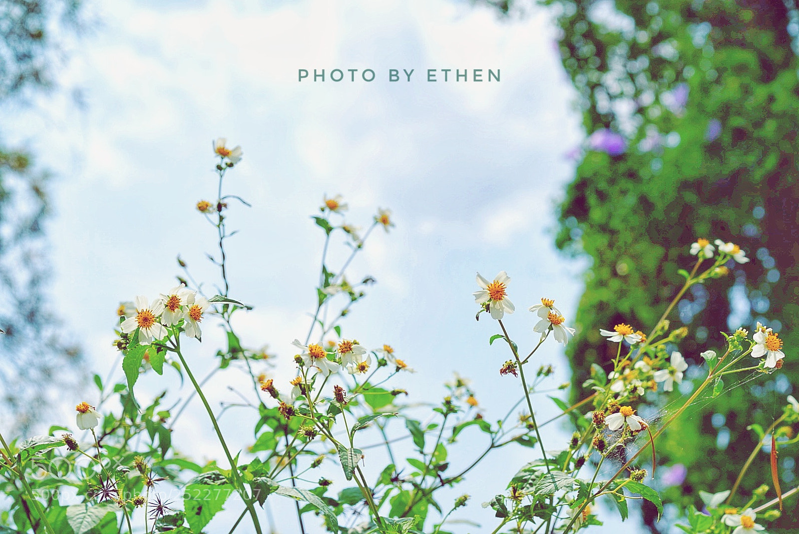 Sony a7 II sample photo. Untitled photography