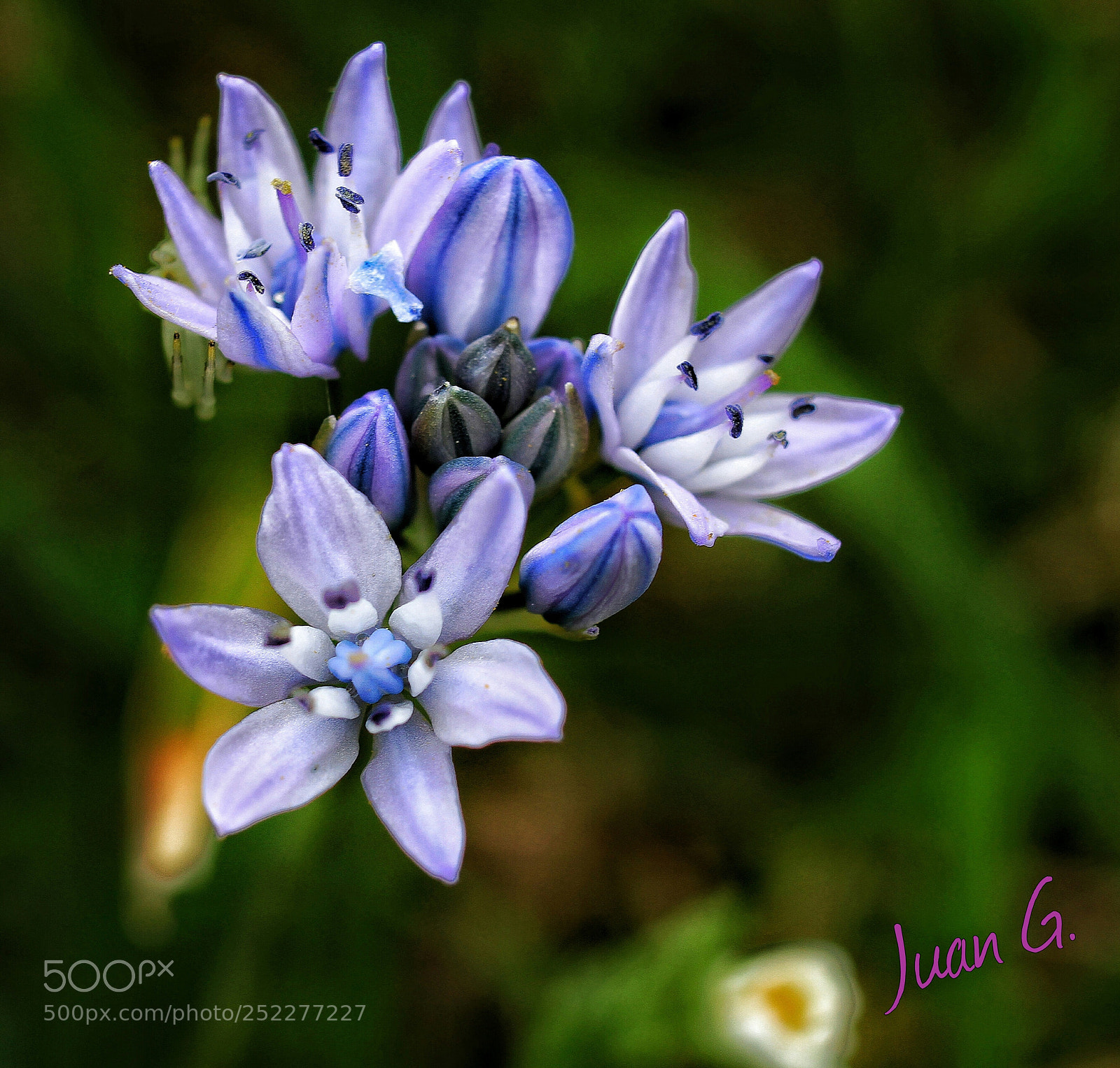 Canon EOS 7D sample photo. Violeta!!! photography