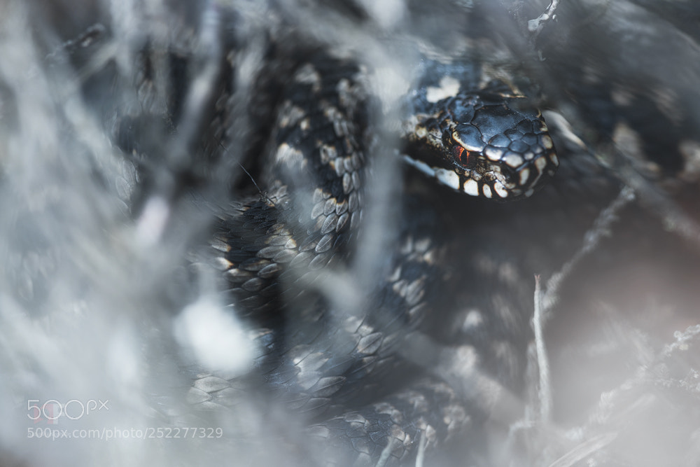 Nikon D850 sample photo. European adder photography