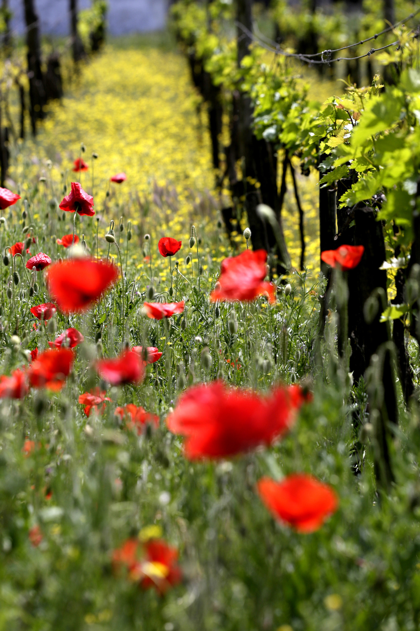 Canon EOS 6D + Canon EF 70-200mm F4L USM sample photo. Wine photography