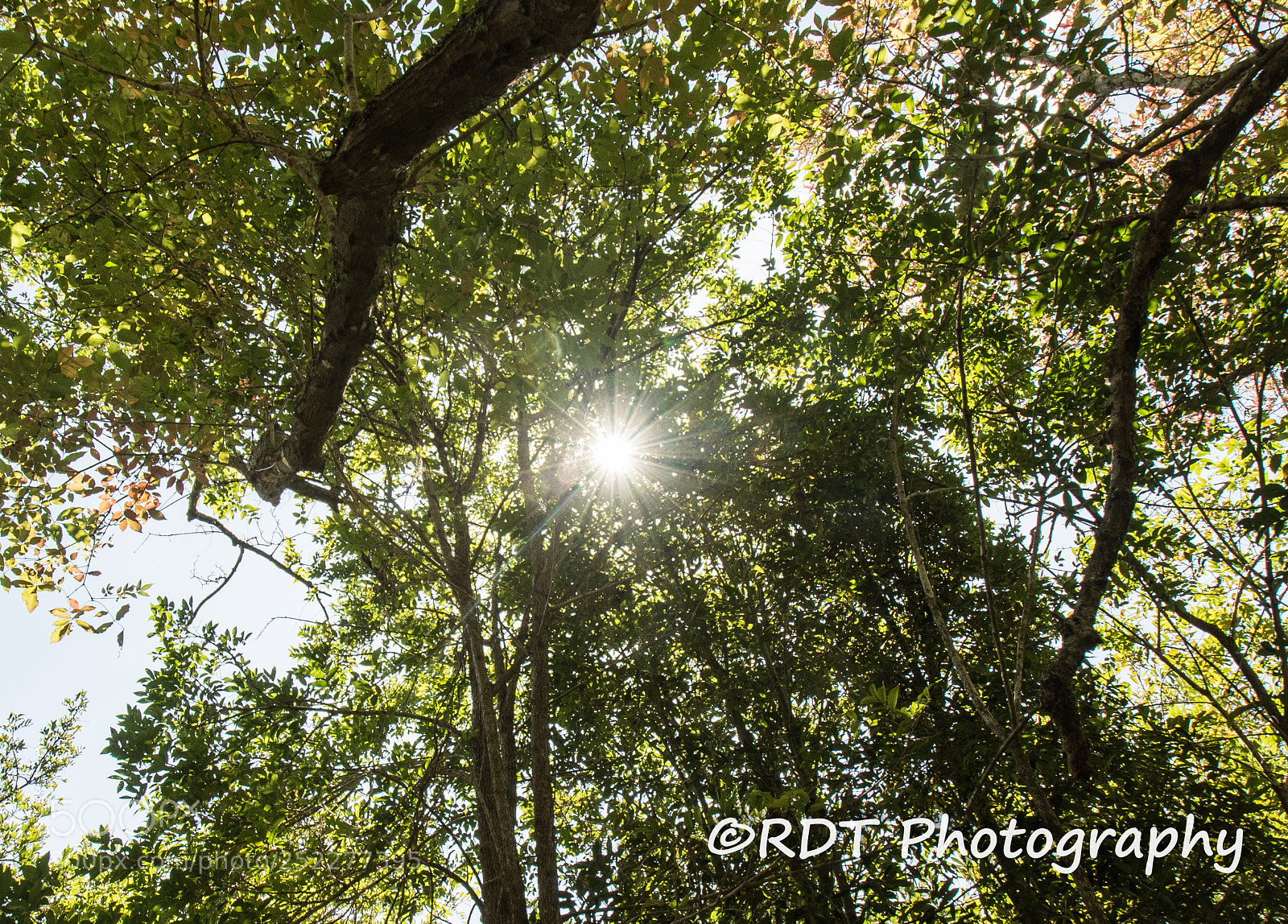 Canon EOS 7D Mark II sample photo. Tree canopy photography