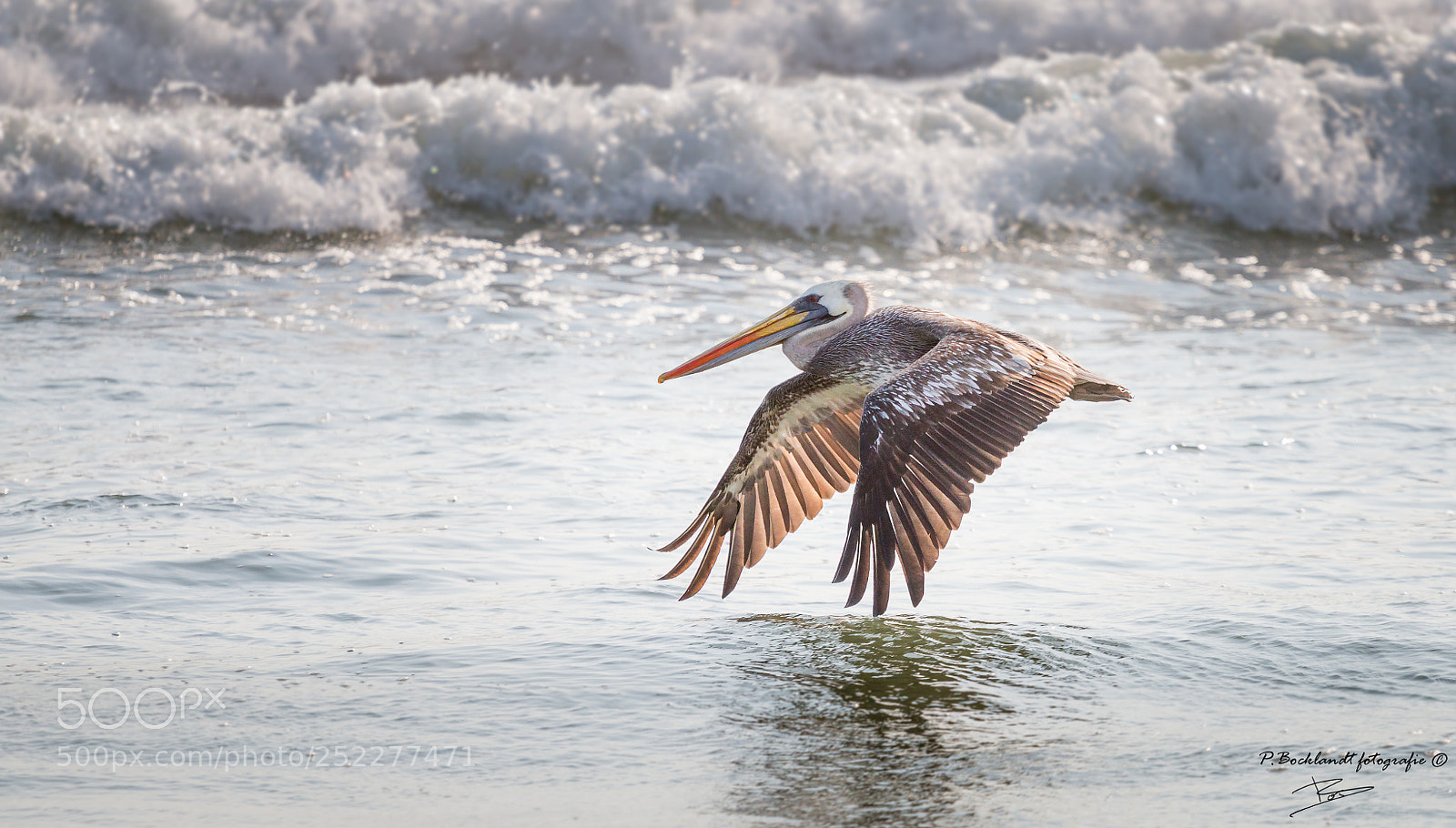 Canon EOS 70D sample photo. Pelican flying over the photography