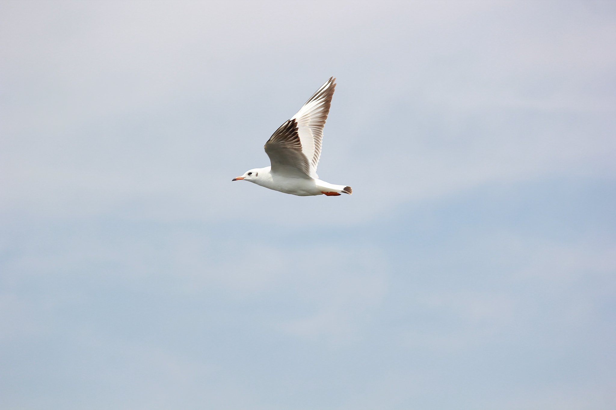 Canon EF-S 55-250mm F4-5.6 IS II sample photo. Seagull photography
