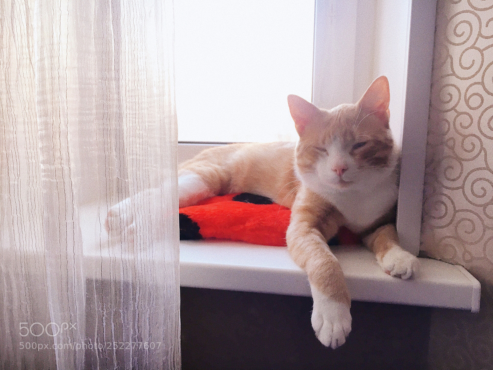 Apple iPhone 6s sample photo. Morning cat photography